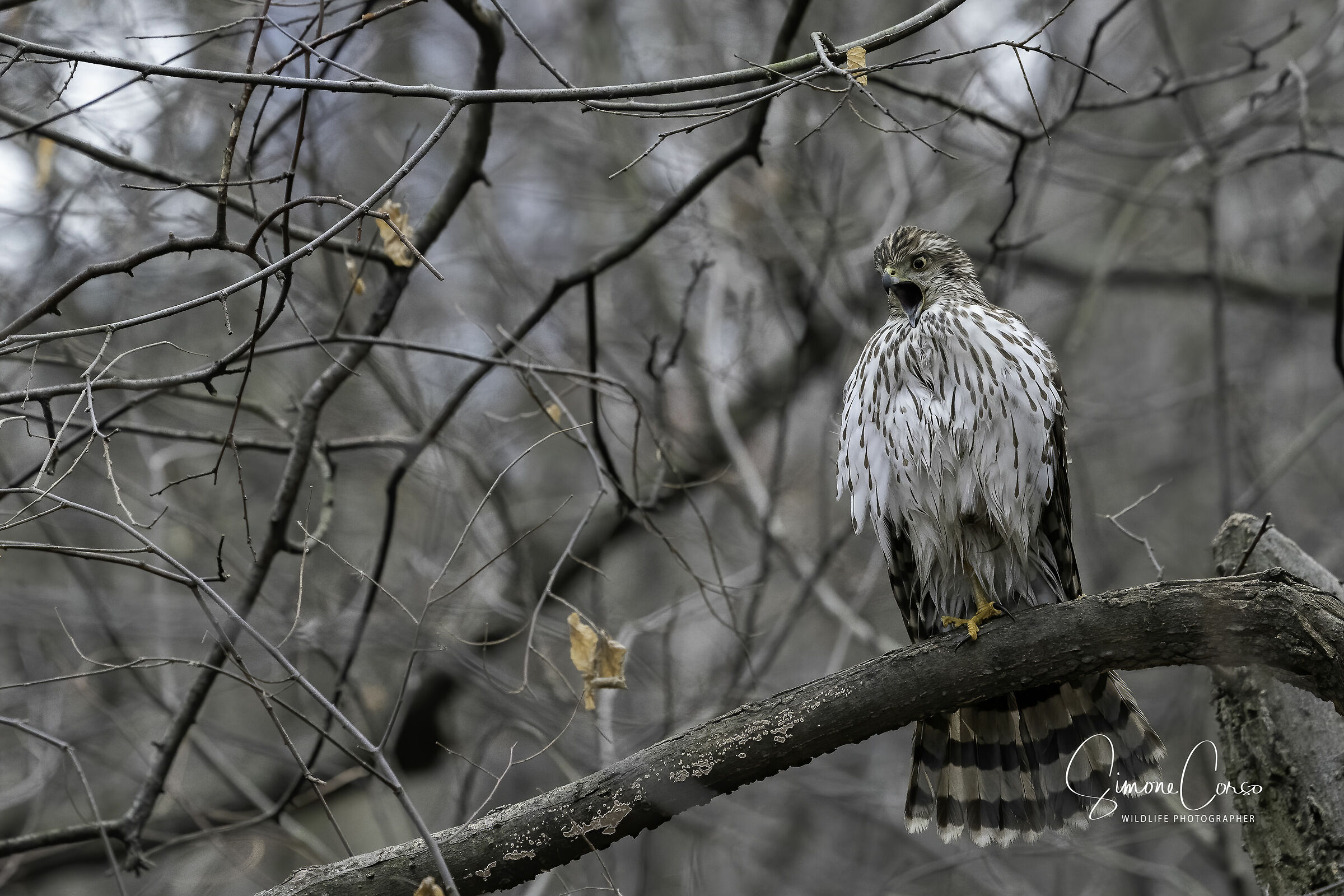 Cooper Hack ed il suo richiamo