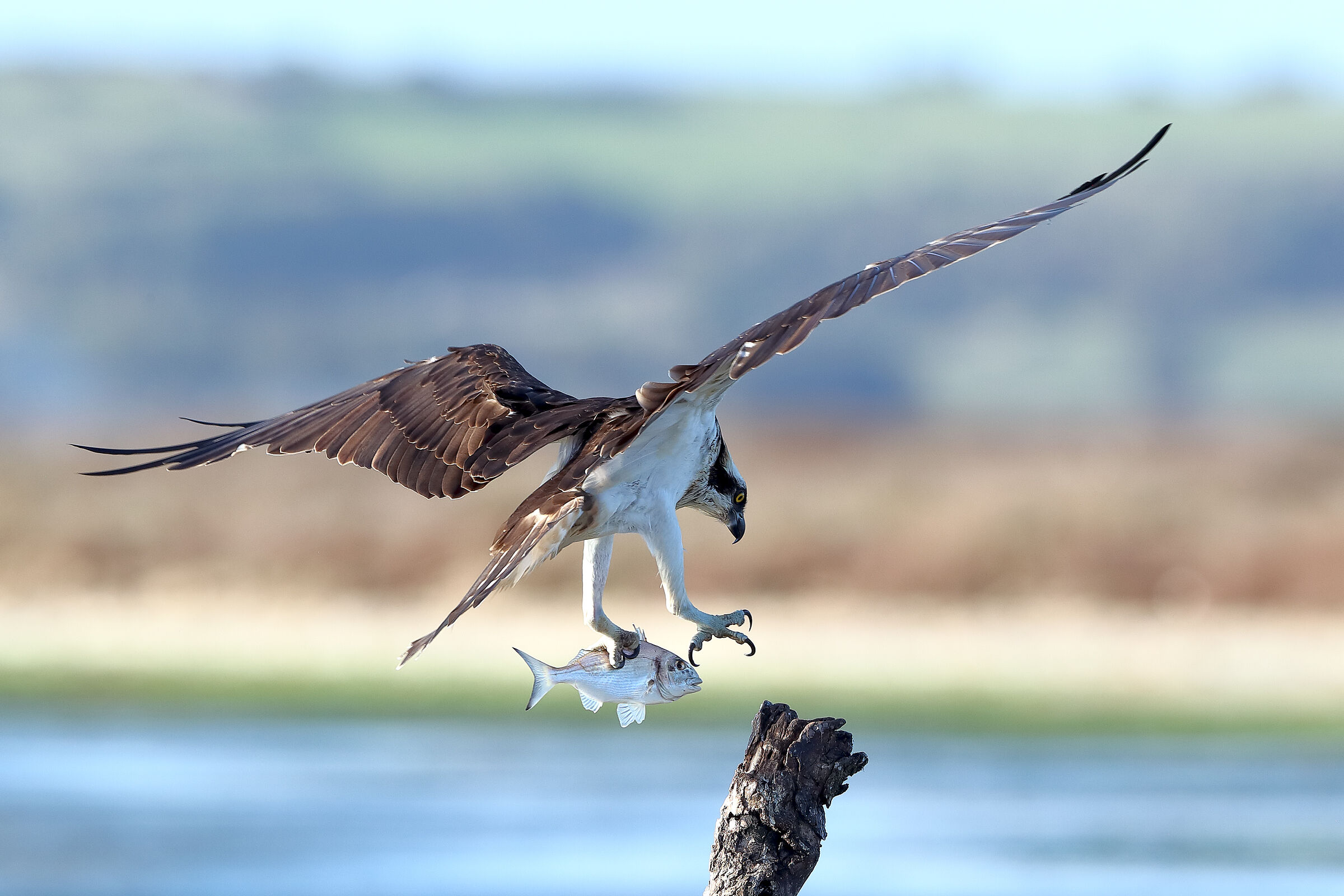 Falco pescatore e orata