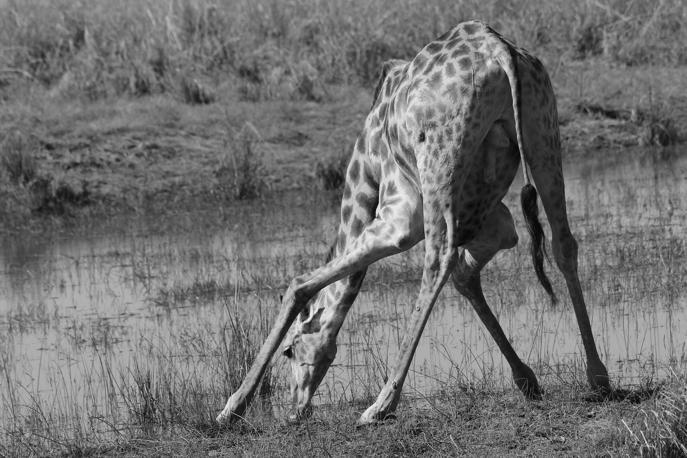 Inchino per un po' d'acqua