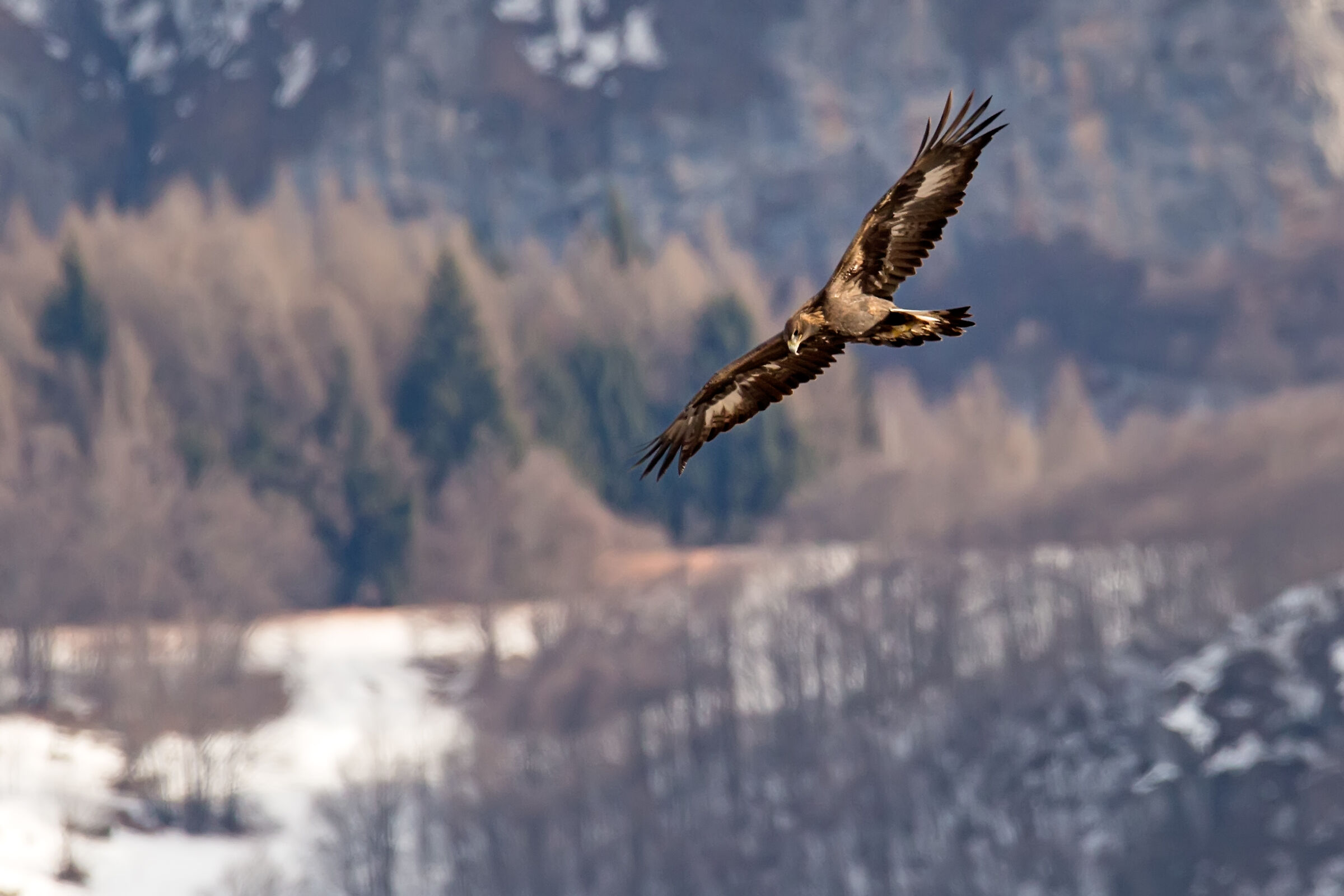 Golden eagle in flight