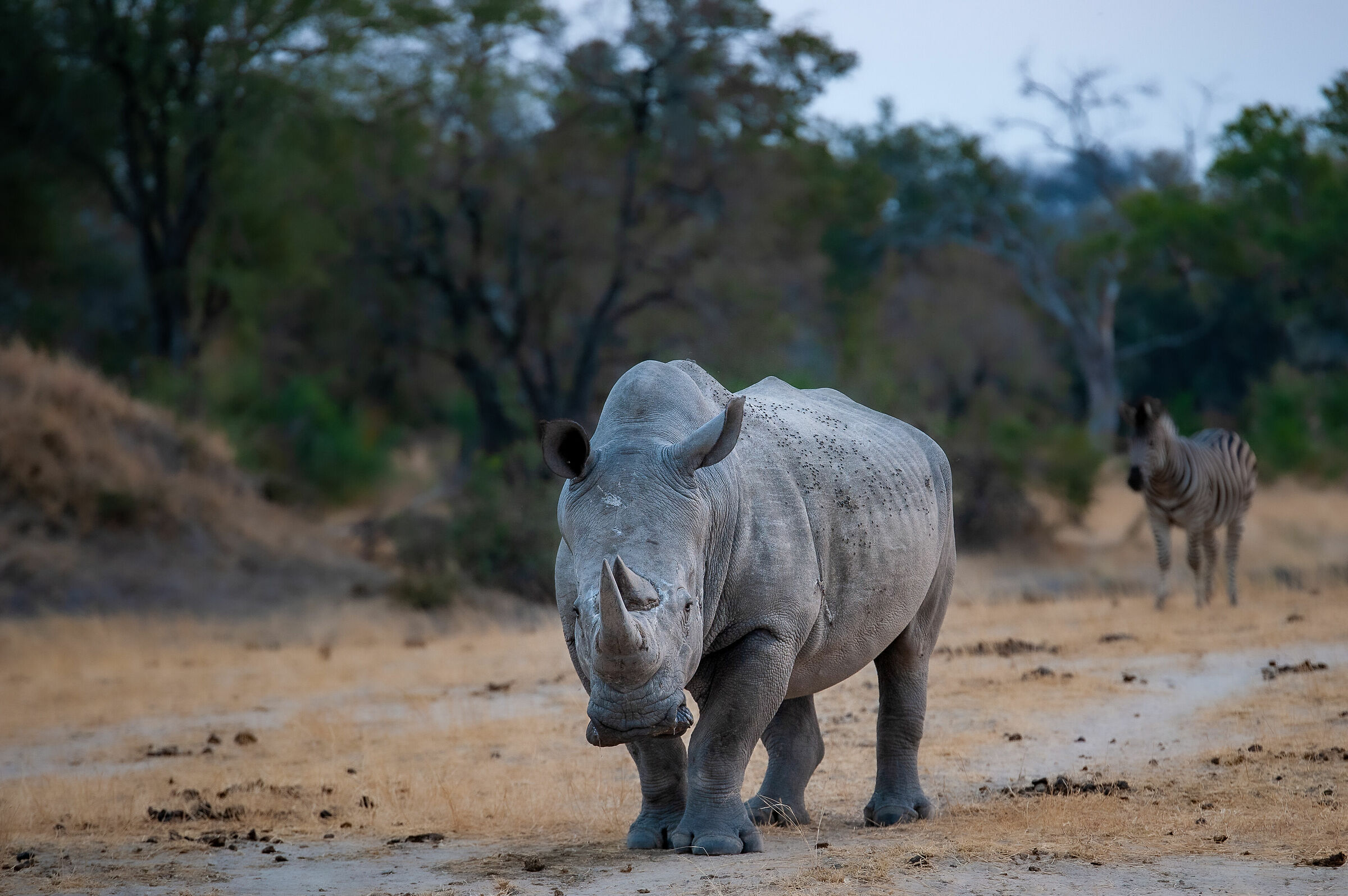 The Giant of the Kruger