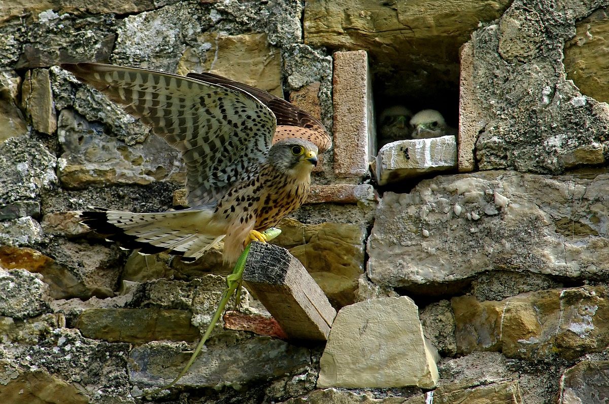 La fine.. del ramarro