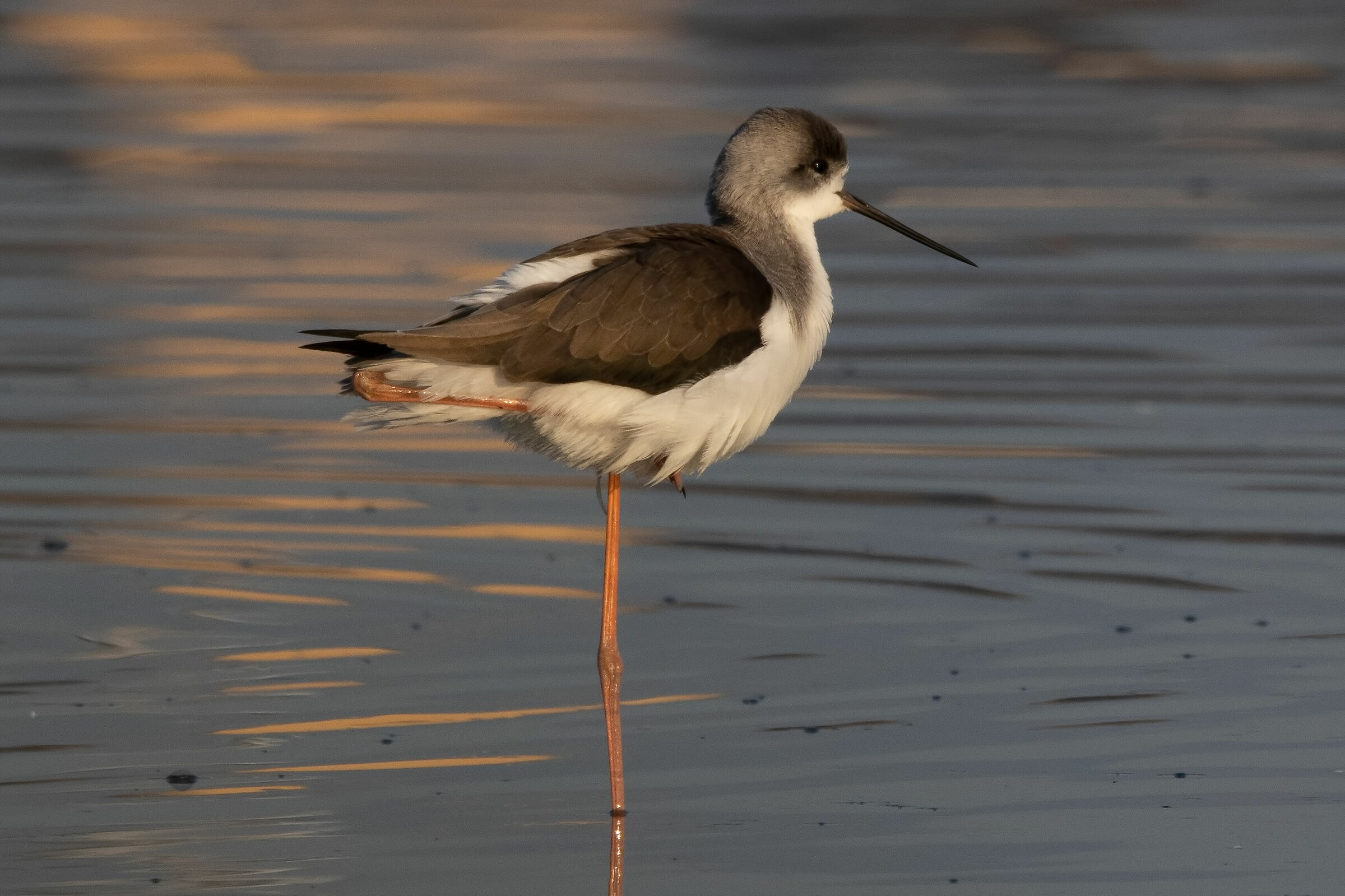 Young Knight of Italy