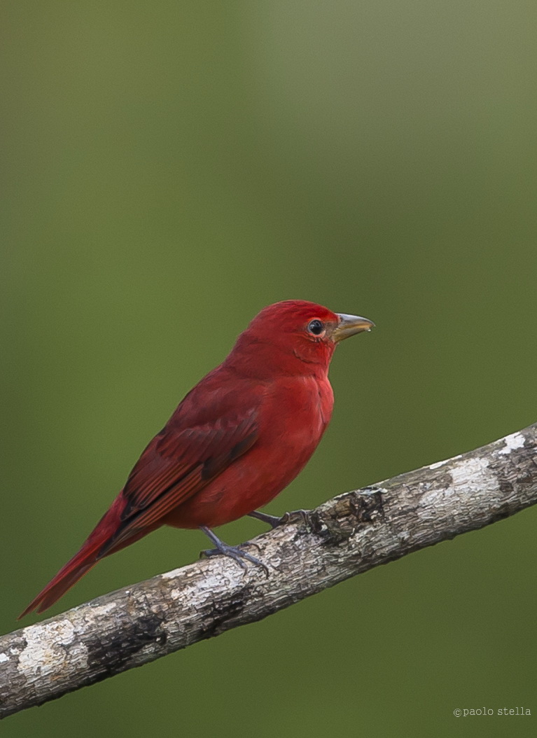 Summer Tanager male