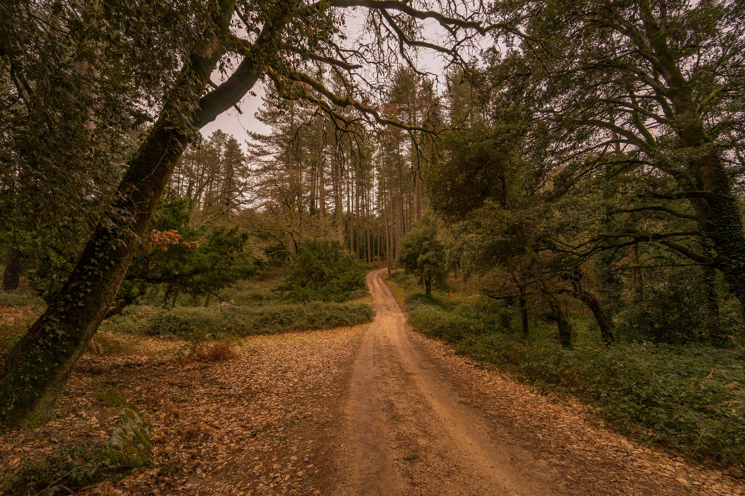 Tra querce secolari e pini imponenti