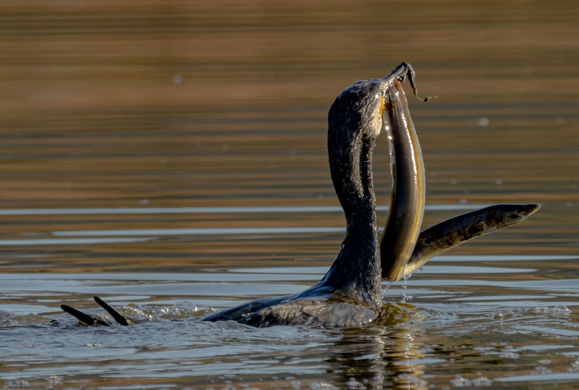 Cormorano prey taken.