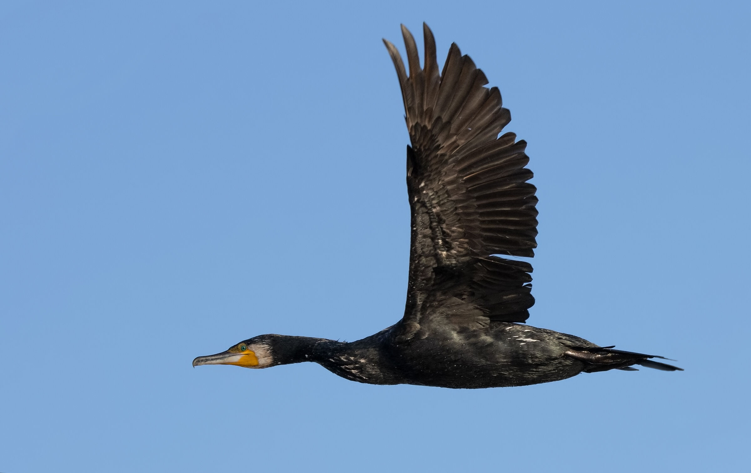 Il volo del Cormorano