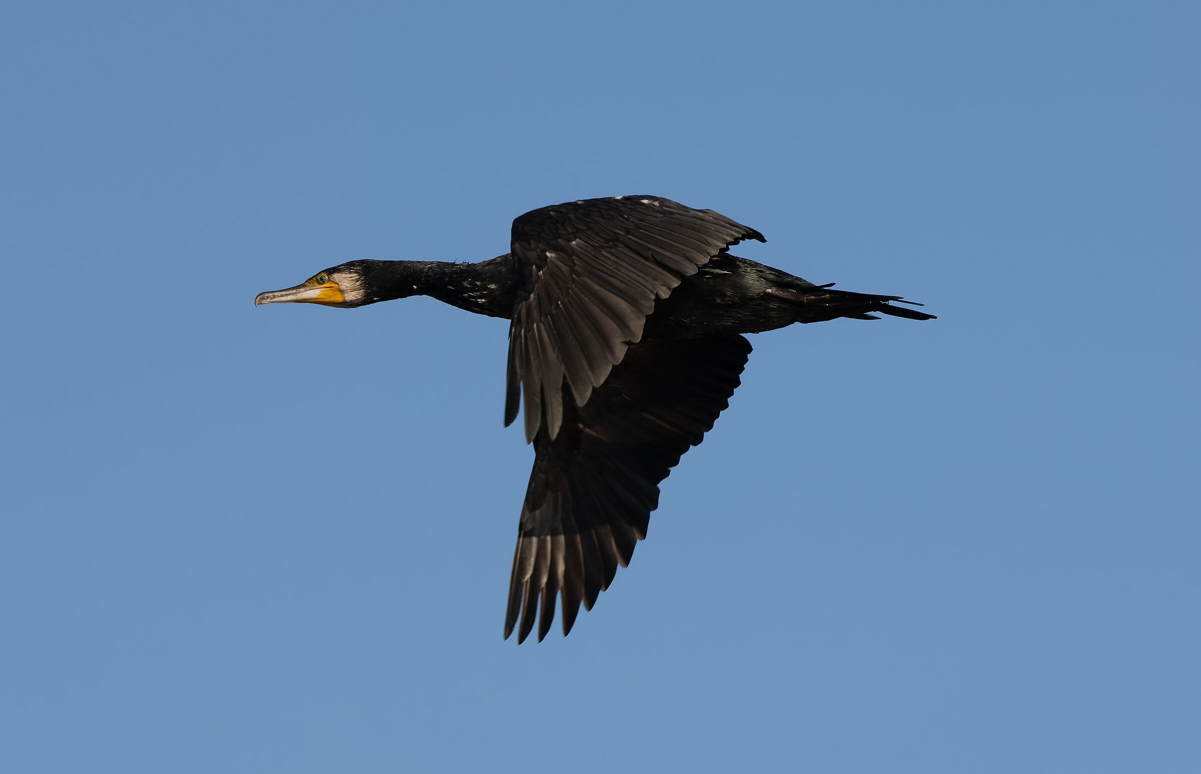 Cormorano in volo