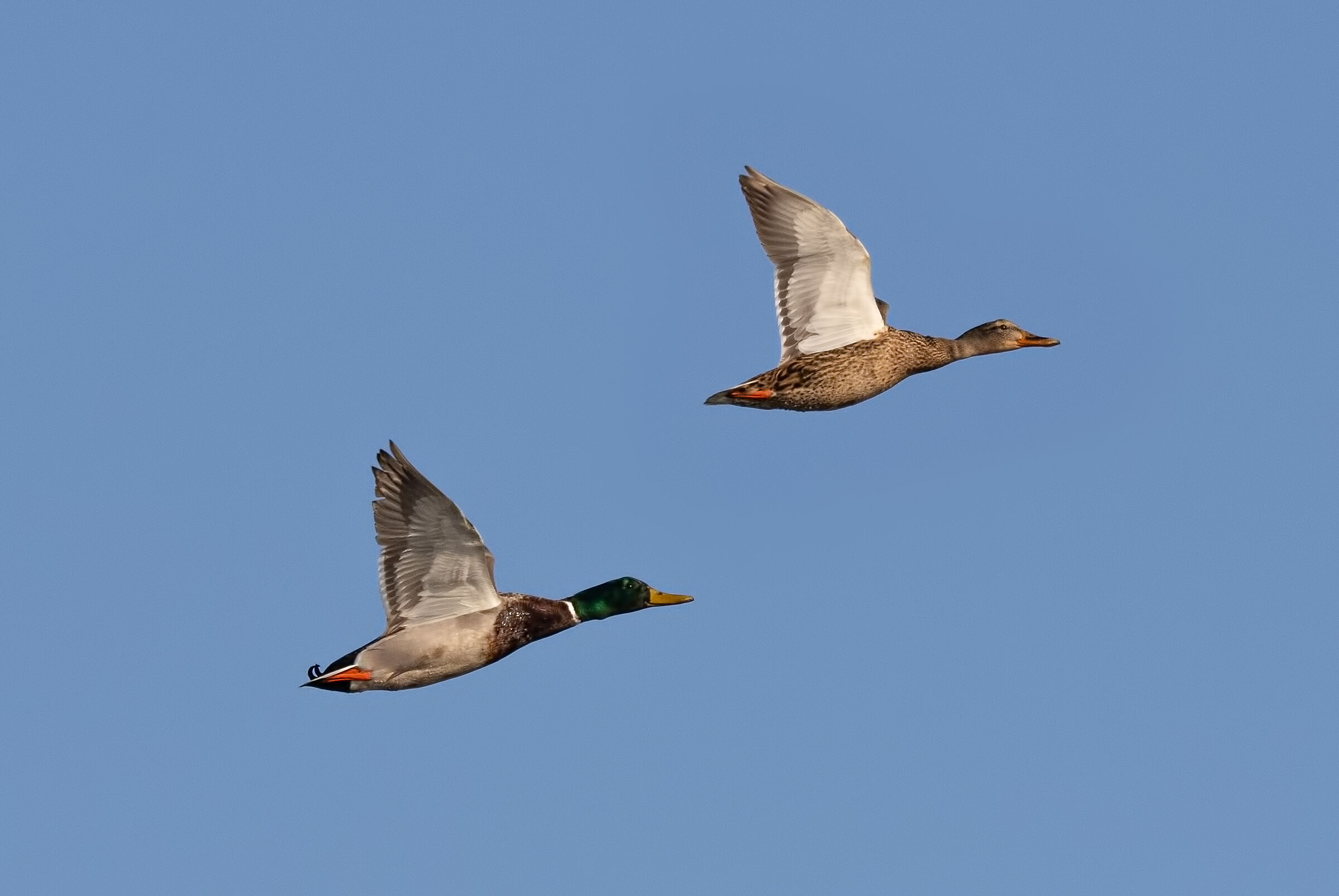 Coppia di Germani Reali