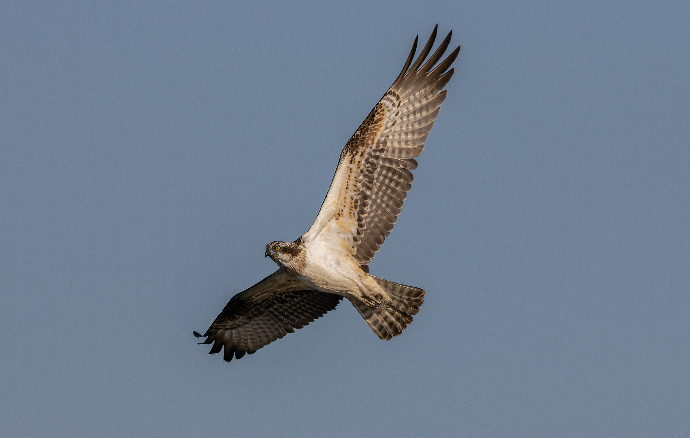 Falco pescatore a caccia