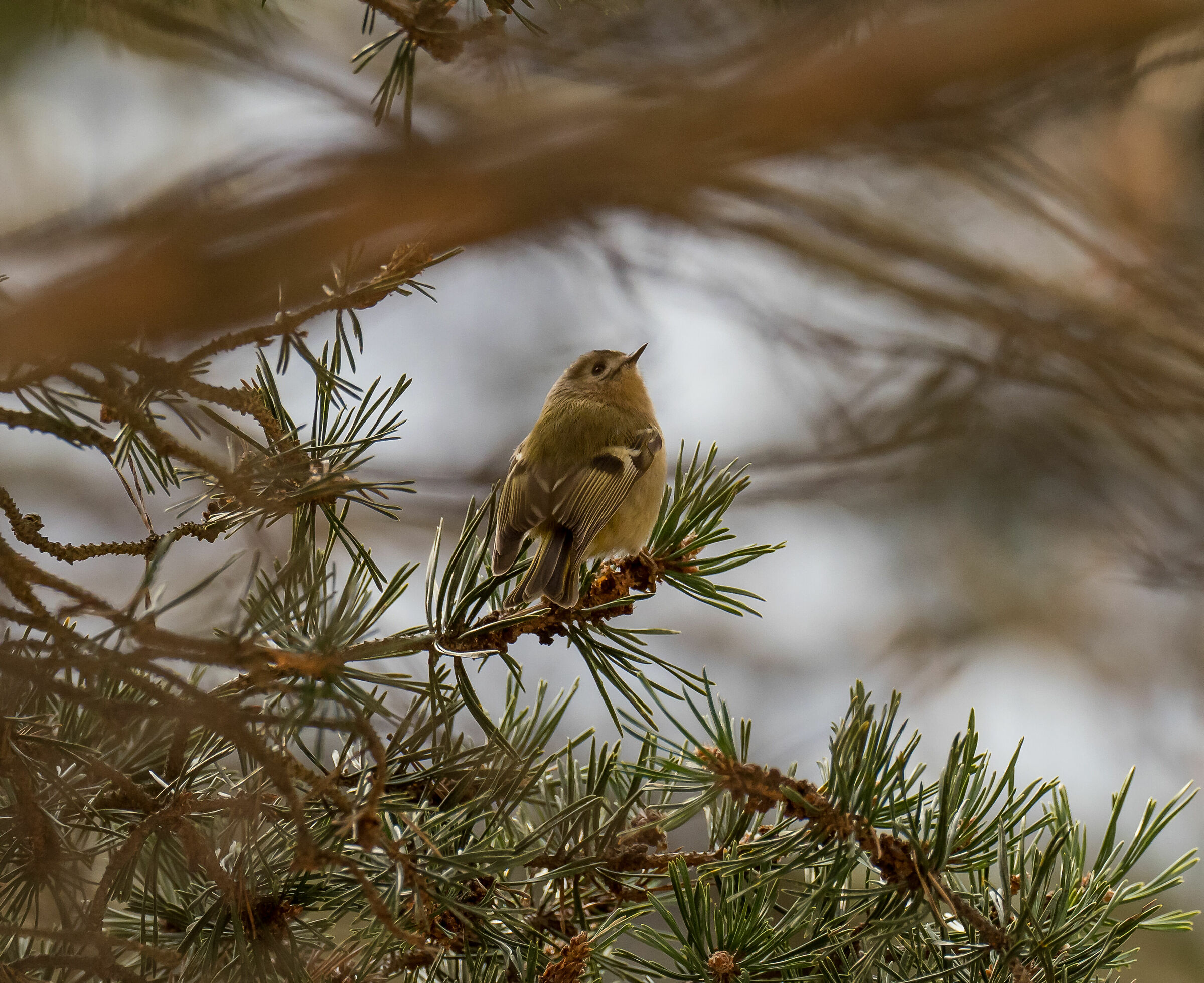 Regolo (Regulus regulus)