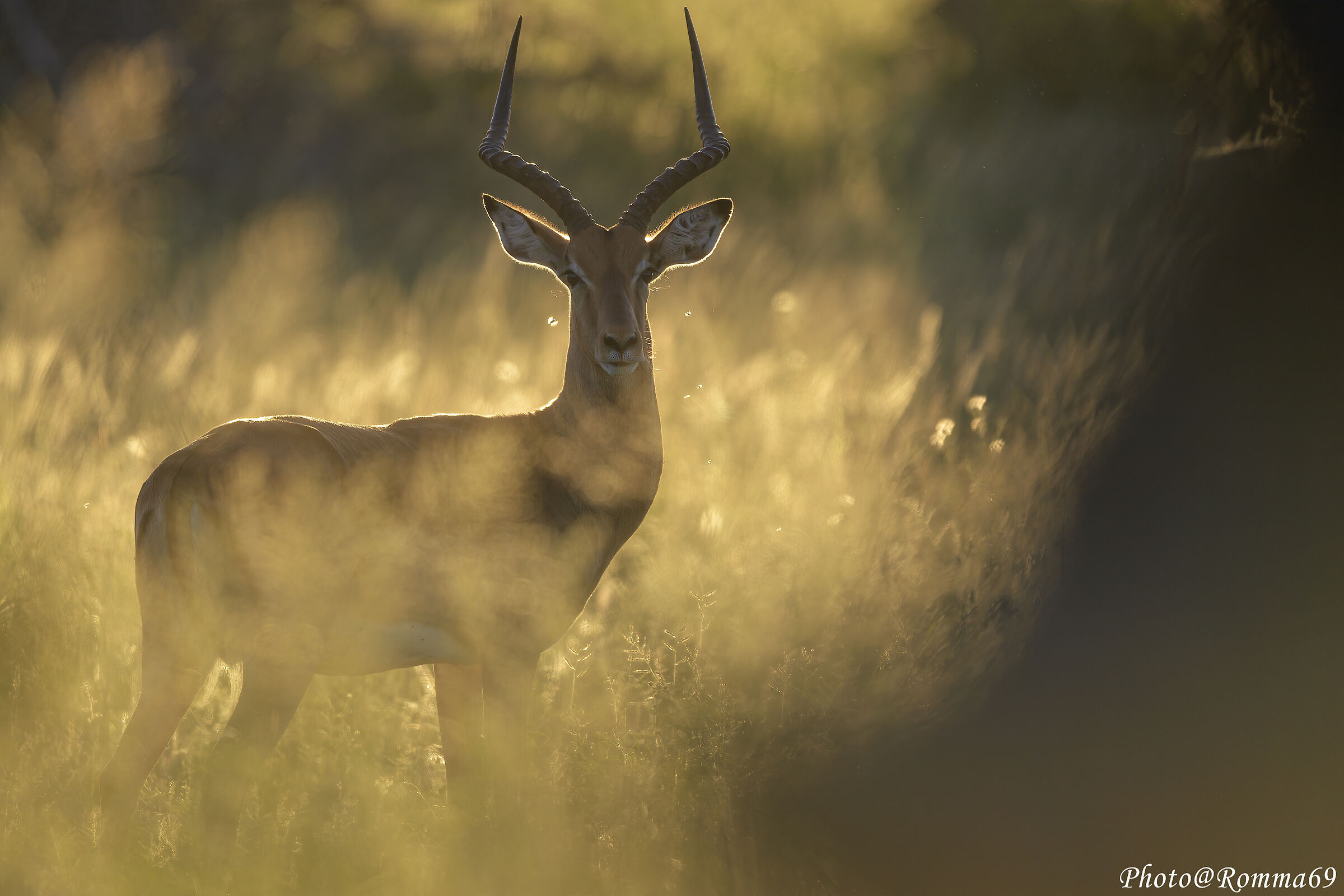 Impala - Aepyceros melampus