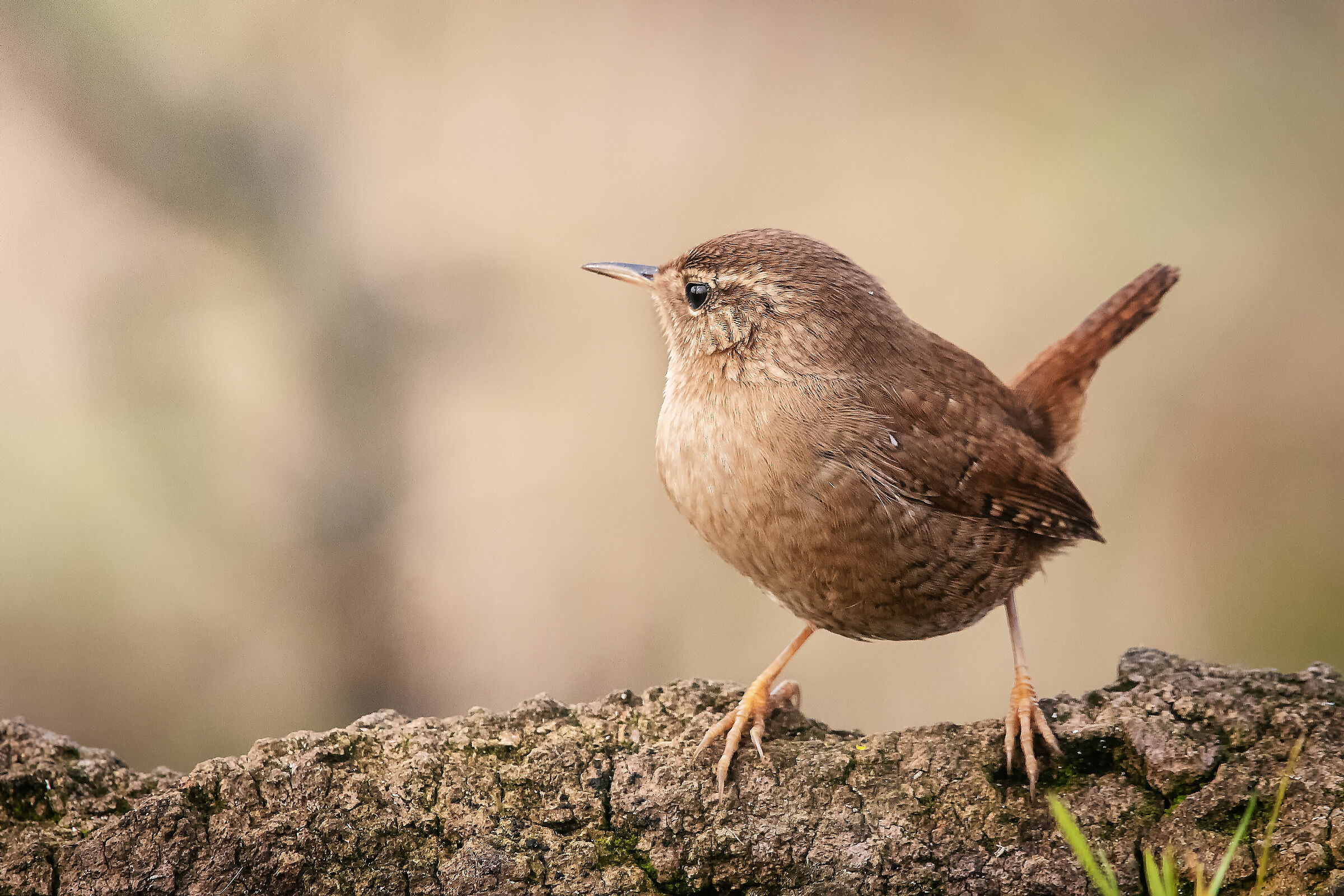 #capannodicora scricial