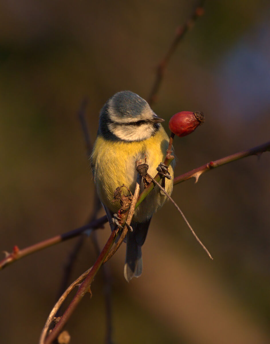 eating you or not eating... this is the dilemma...