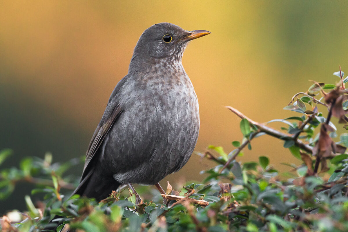 Femmina di merlo alle luci del tramonto ...