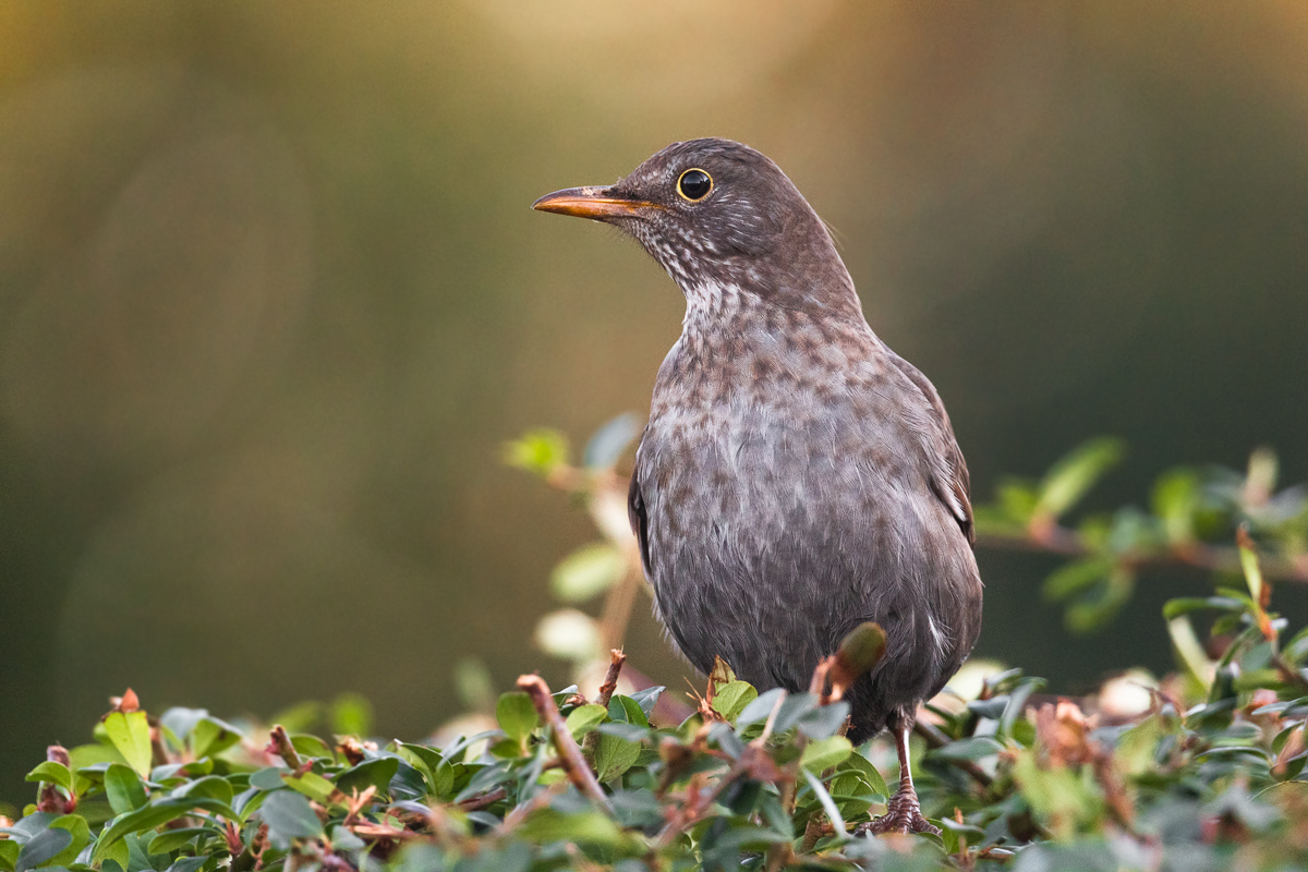Femmina di merlo alle luci del tramonto ...