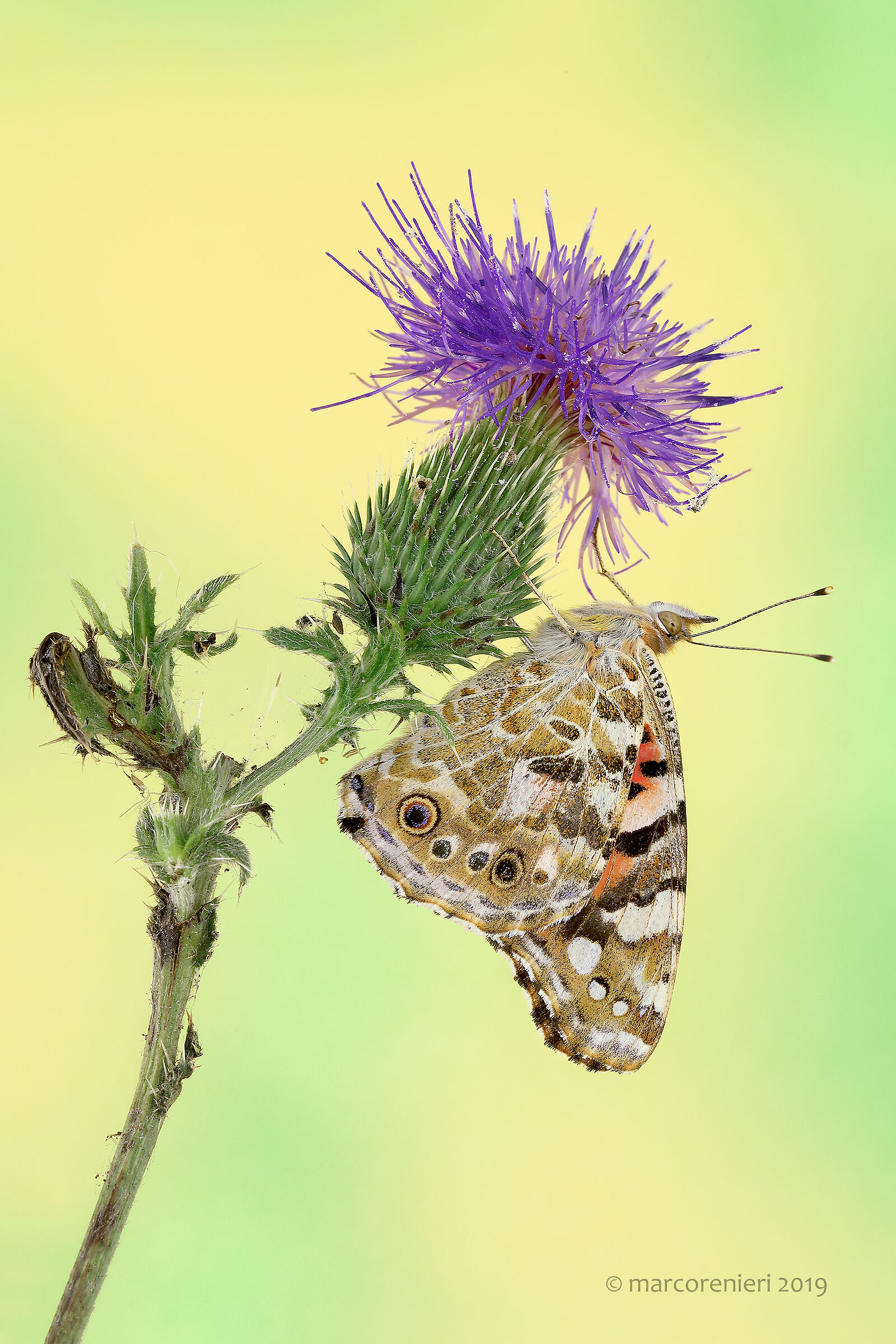 Vanessa del cardo