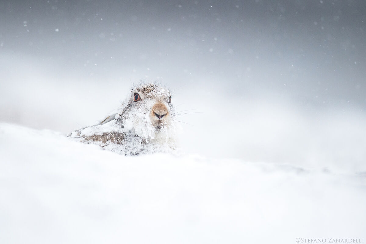 Mountain Hare