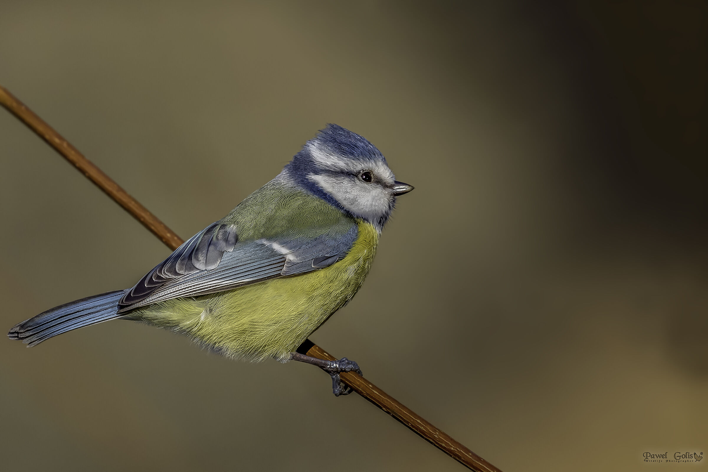 Eurasian blue tit (Cyanistes caeruleus)
