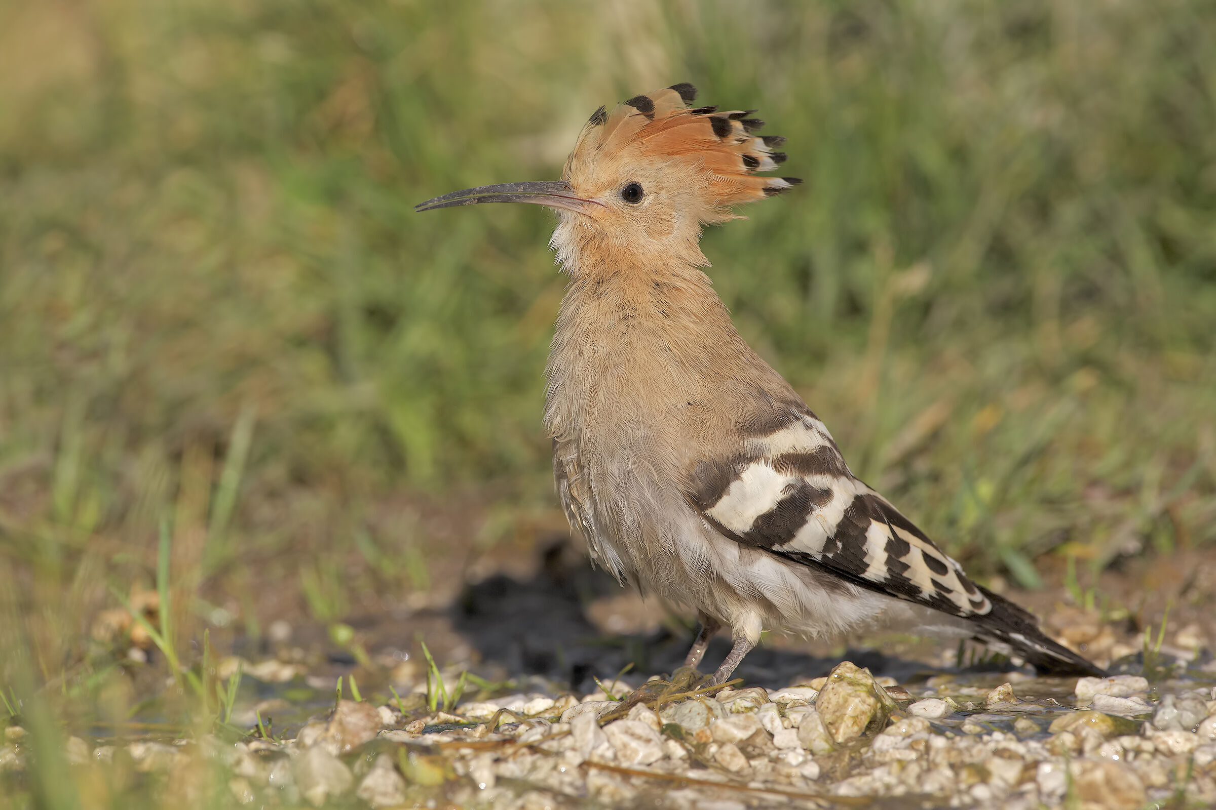 Hoopoe