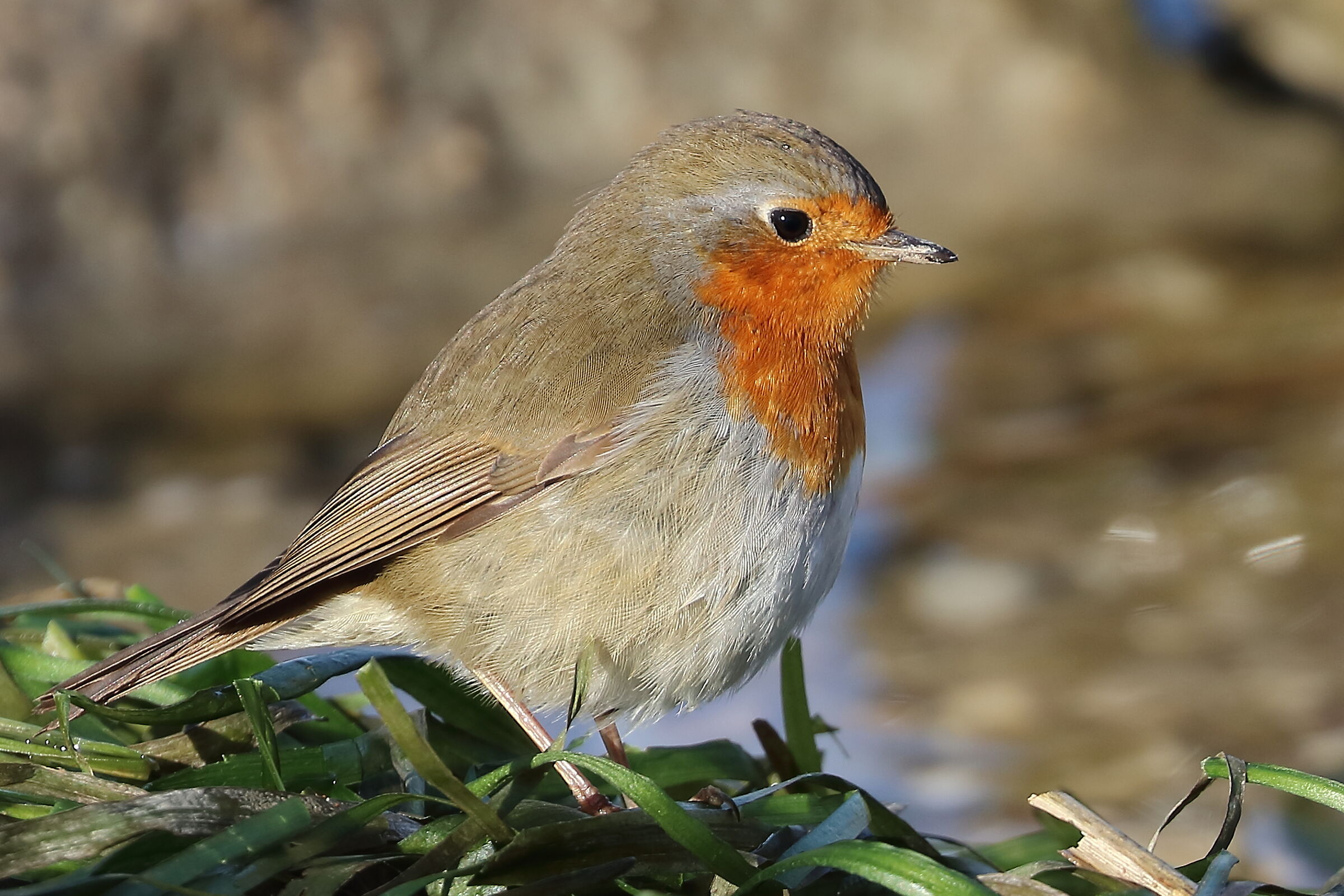 Robin by the lake