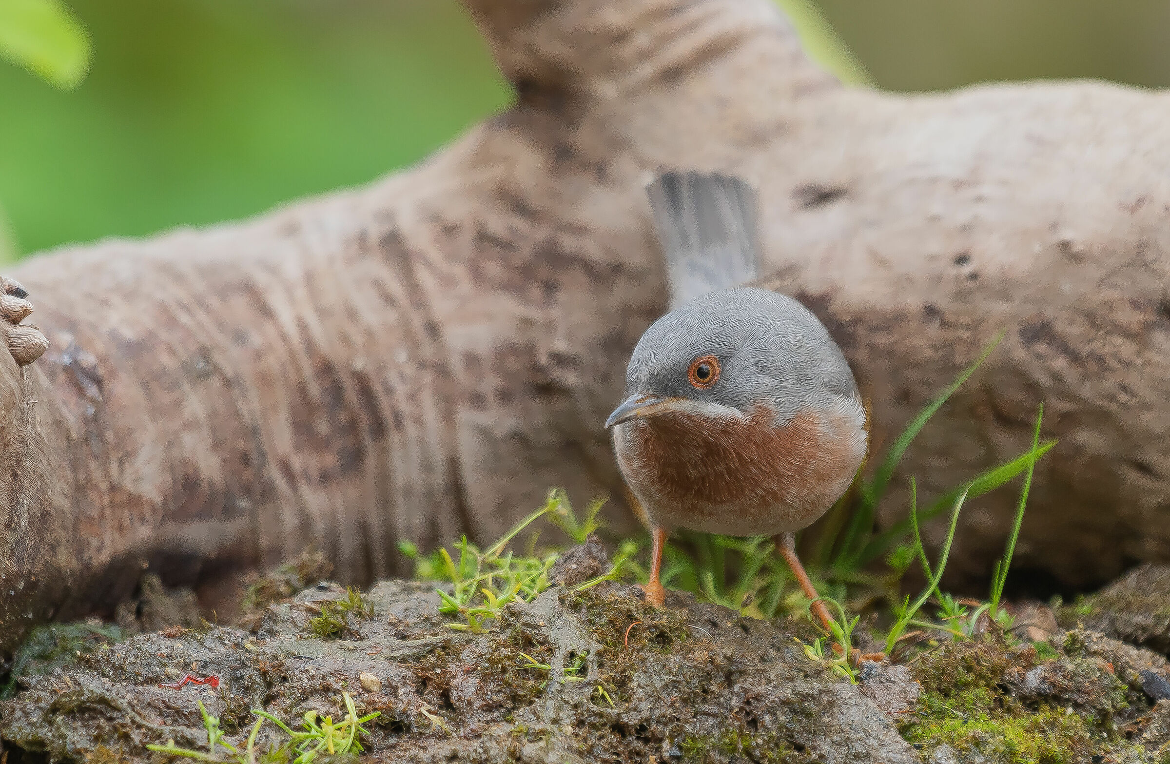 Sylvia cantillans( Pallas 1764)