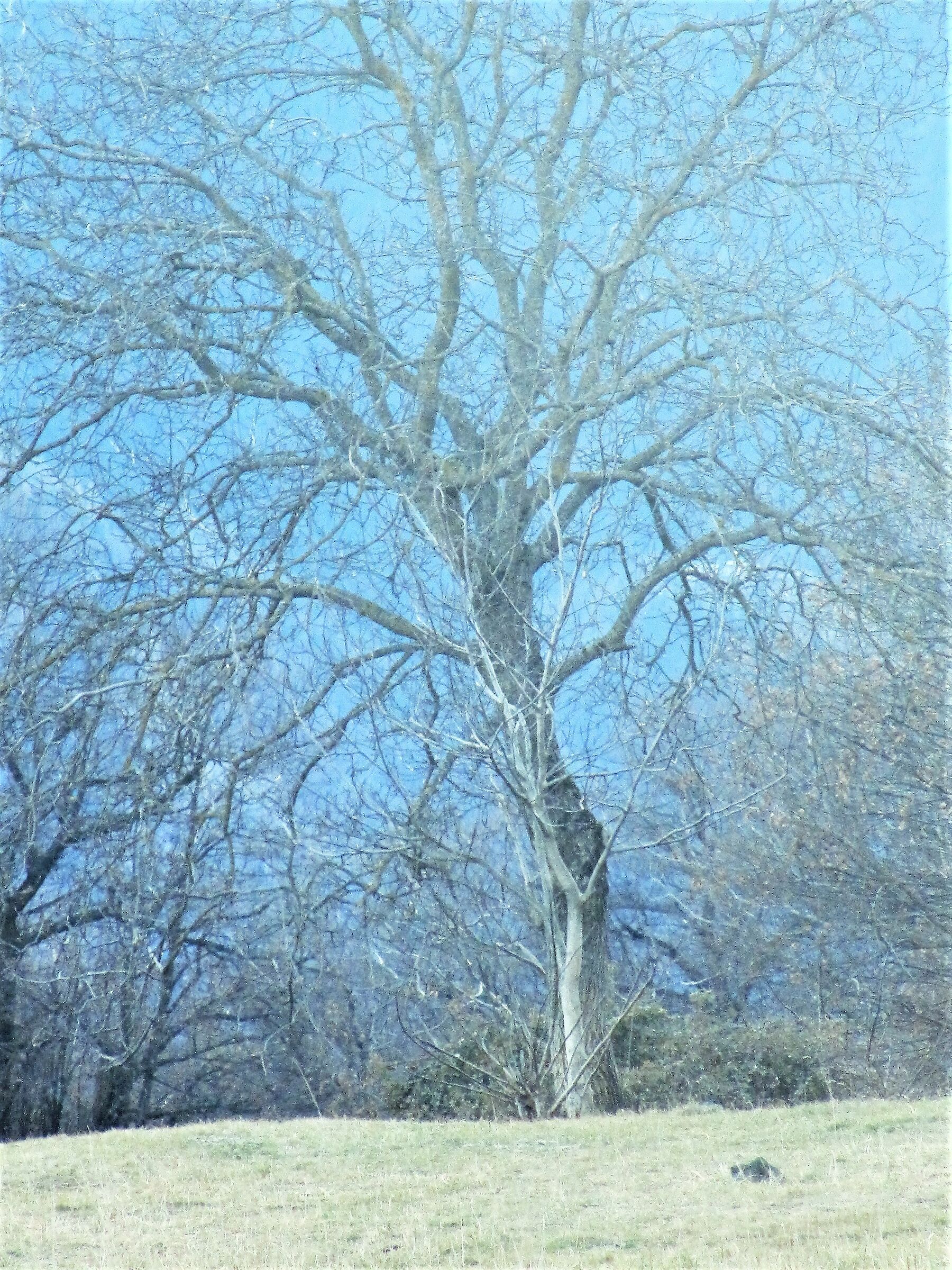 albero in inverno