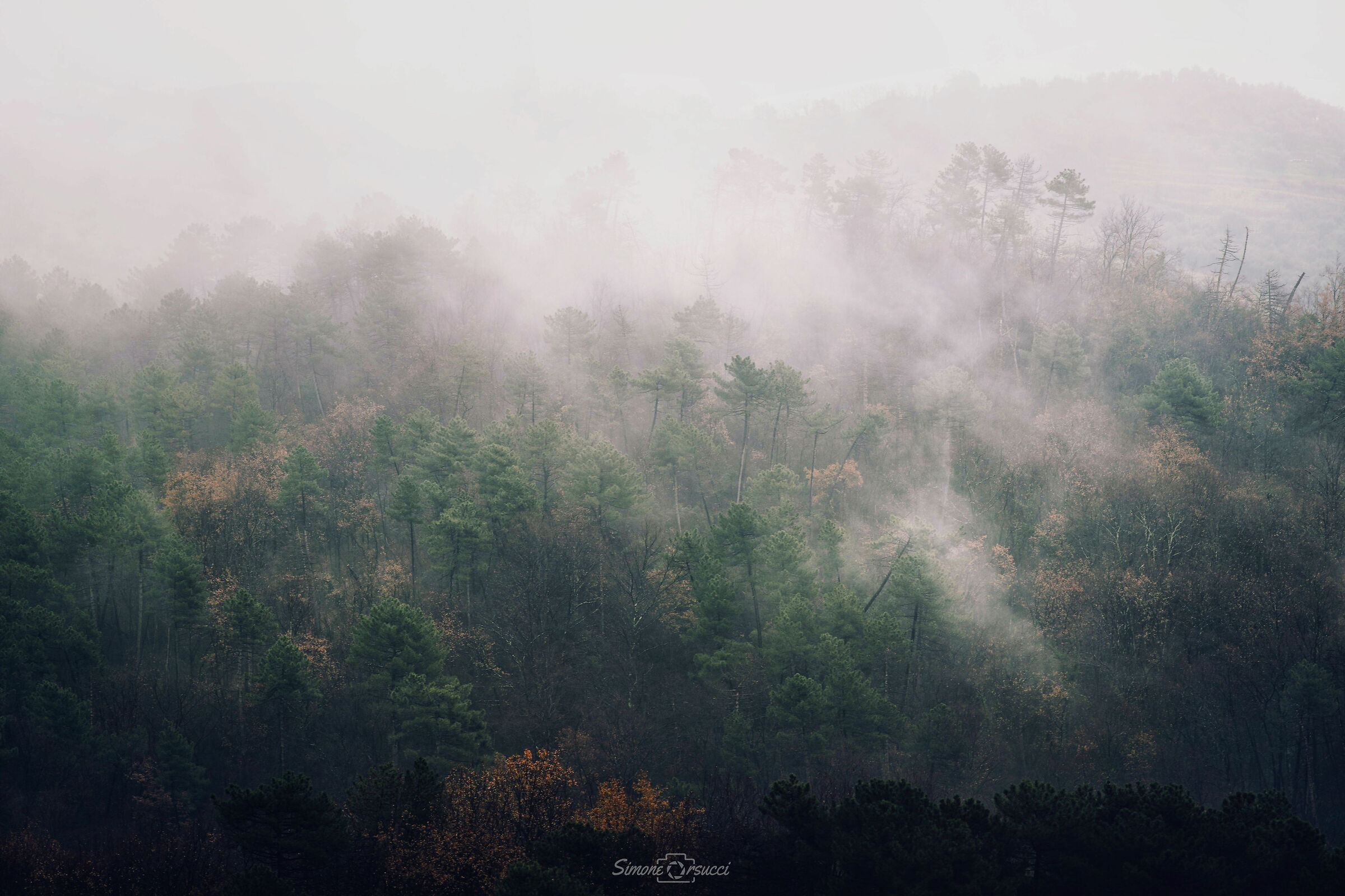 Il fascino della nebbia