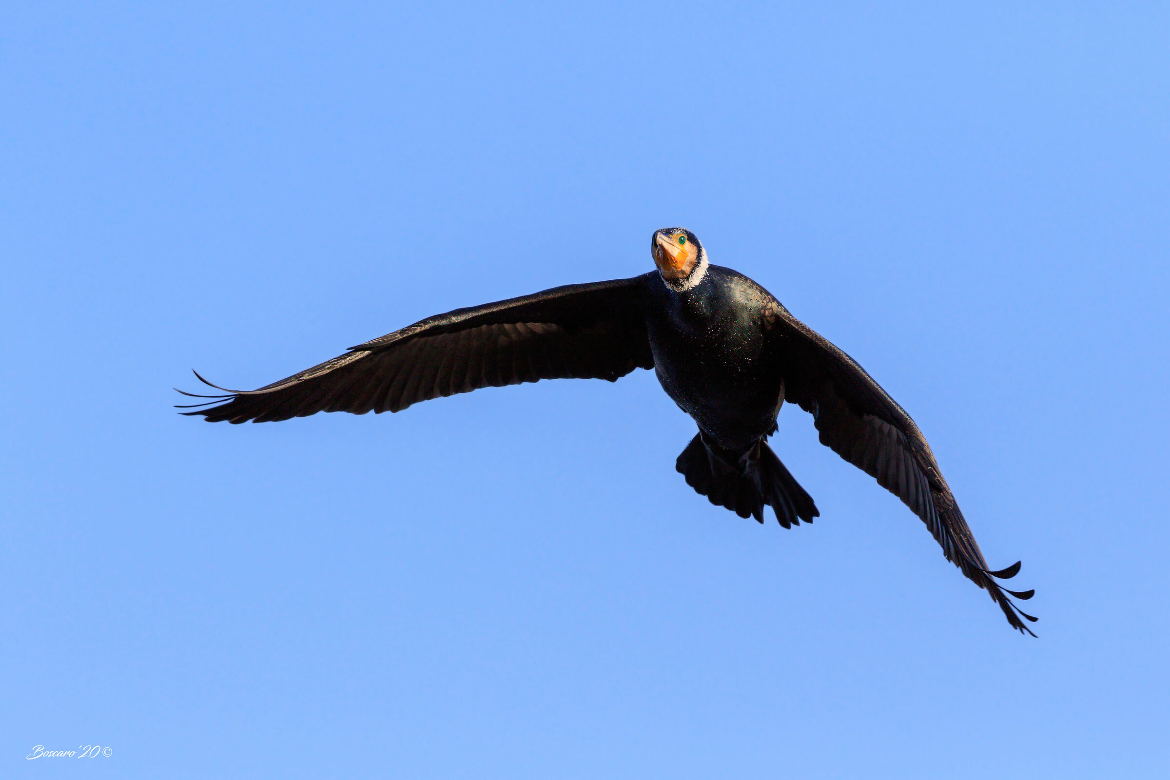 Cormorant