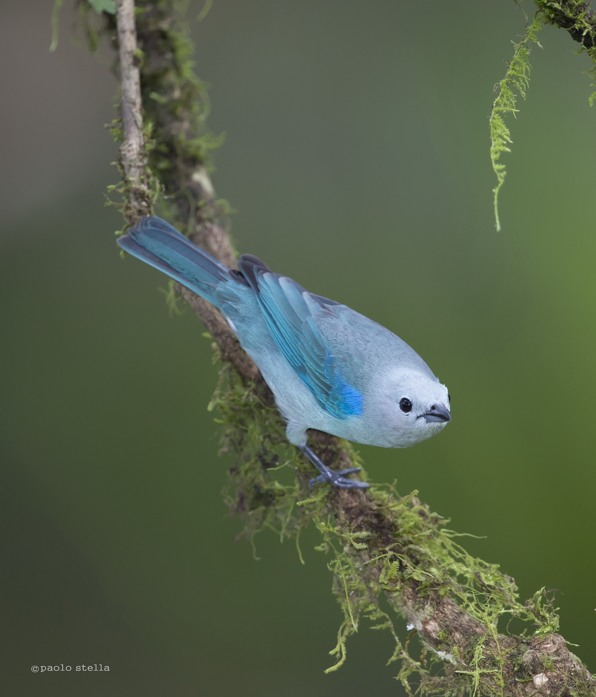 Blue-gray Tanager