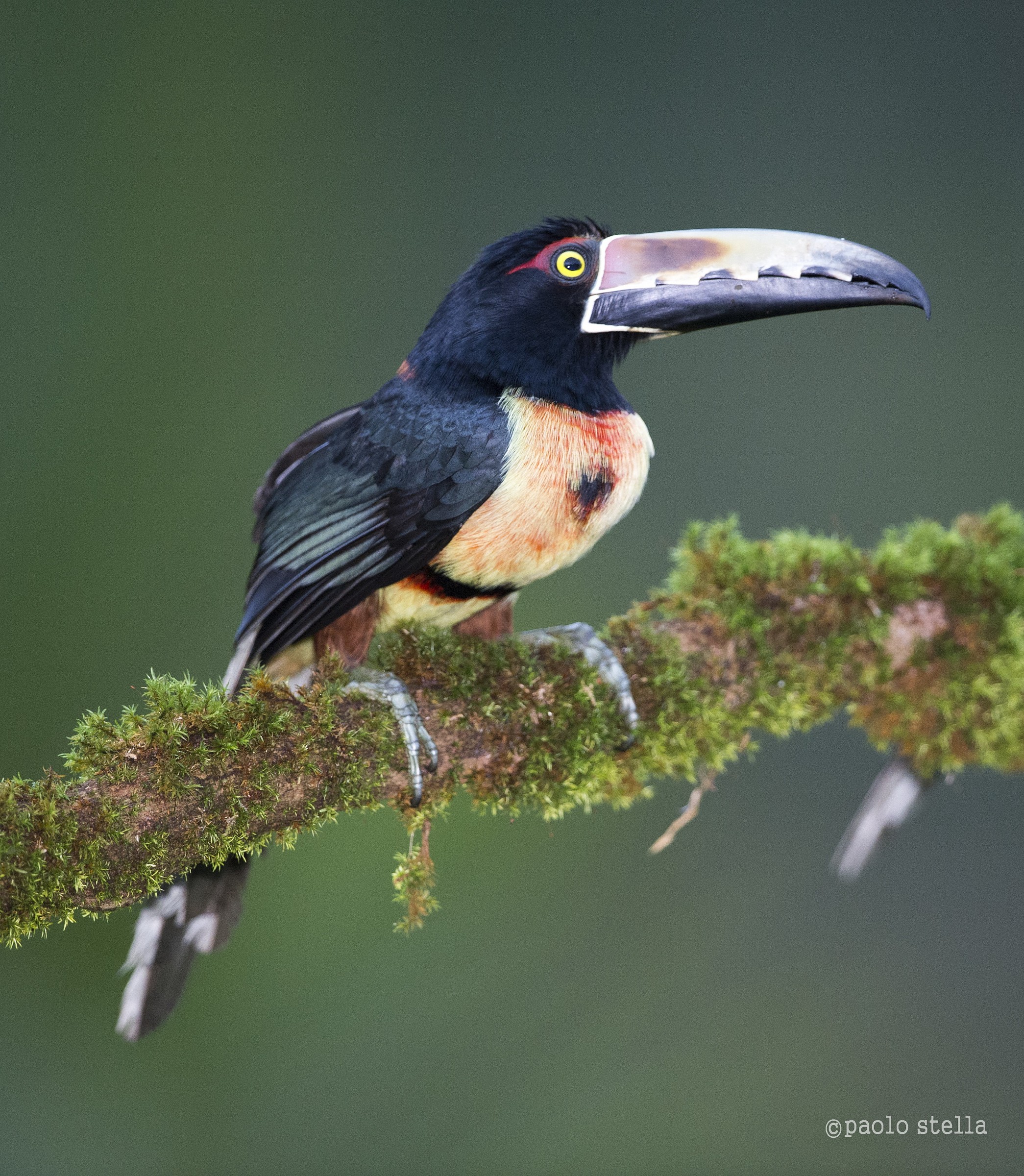 Collared Aracari