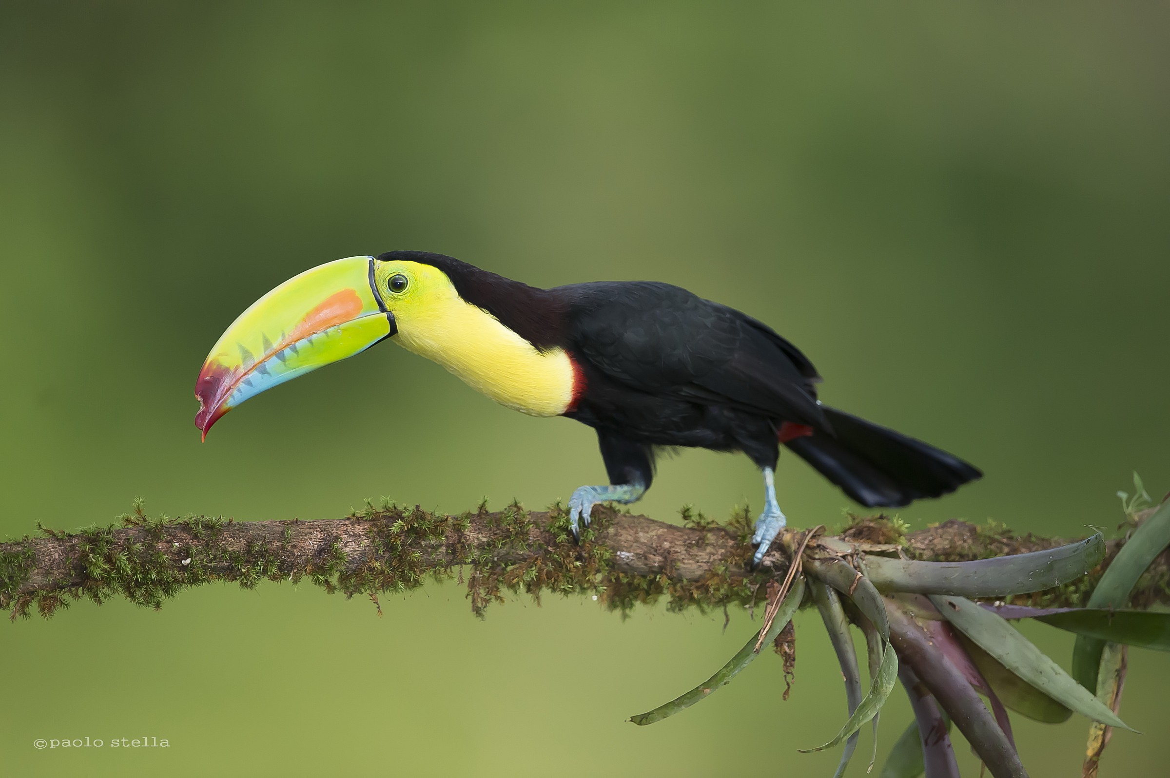 Keel-billed Toucan