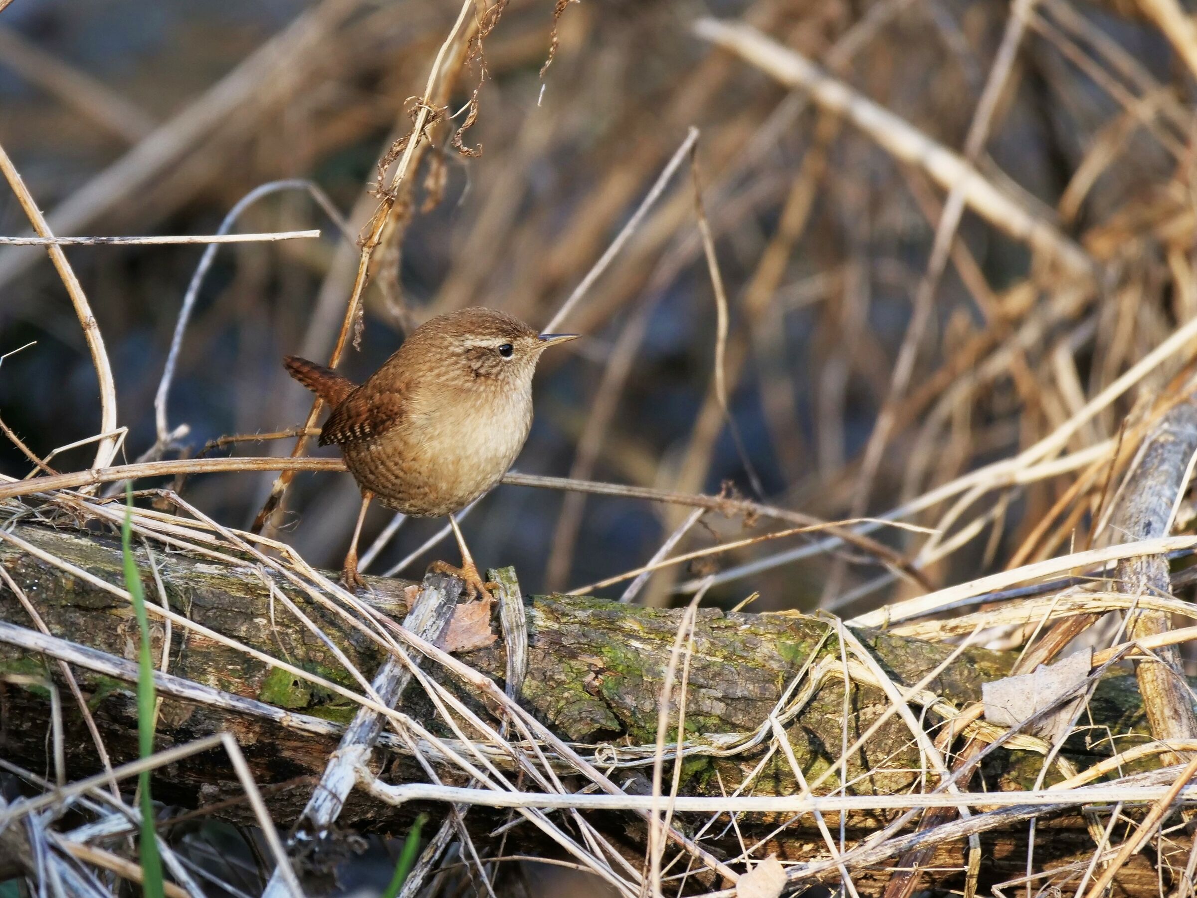 Scricciolo (Troglodytes troglodytes)