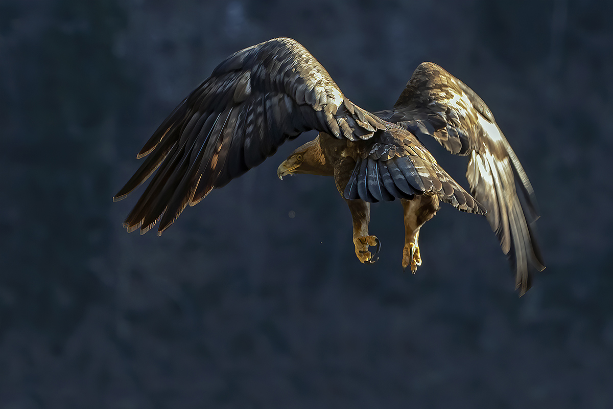 aquila reale -Alpi Italiane-