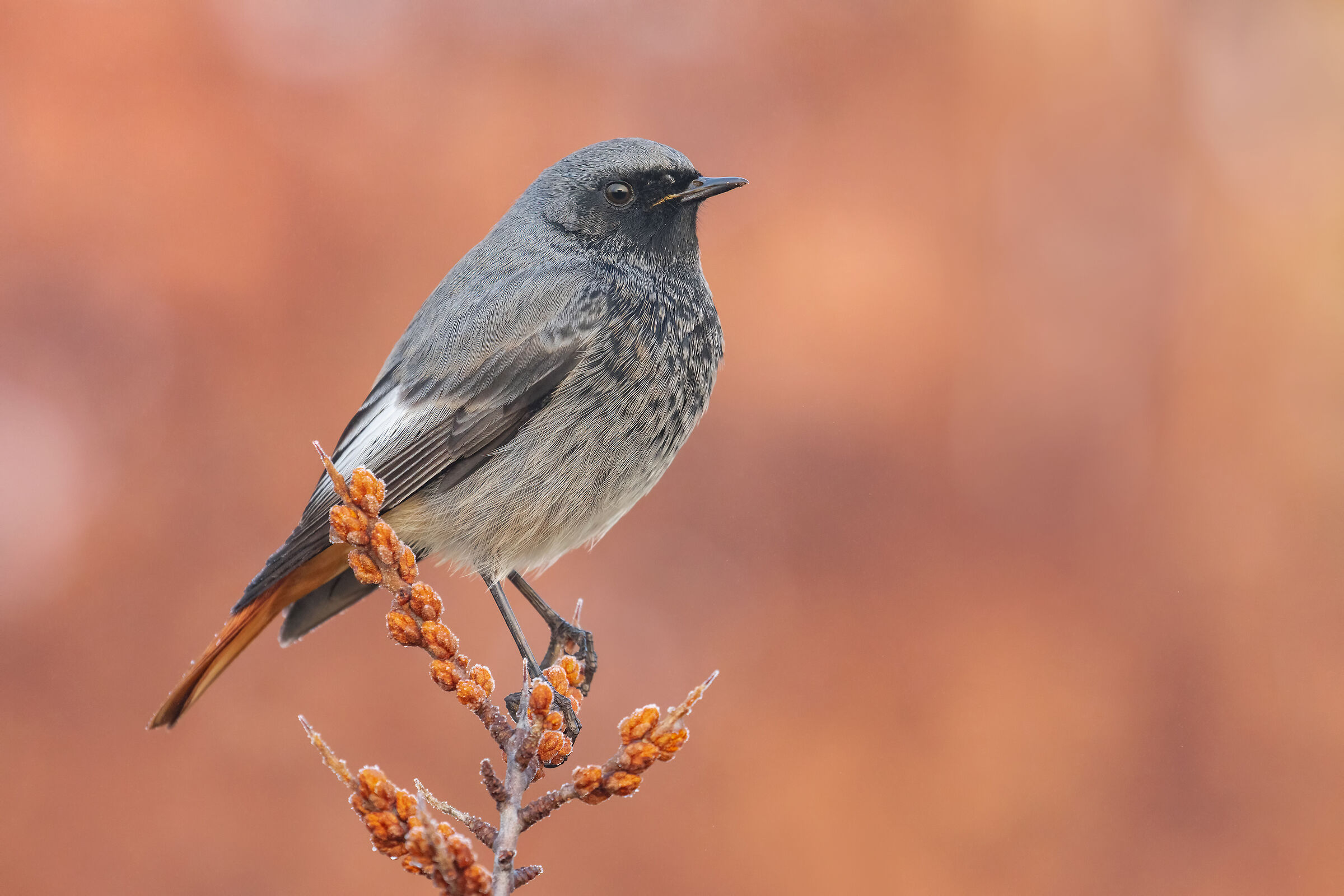..codirosso spazzacamino..