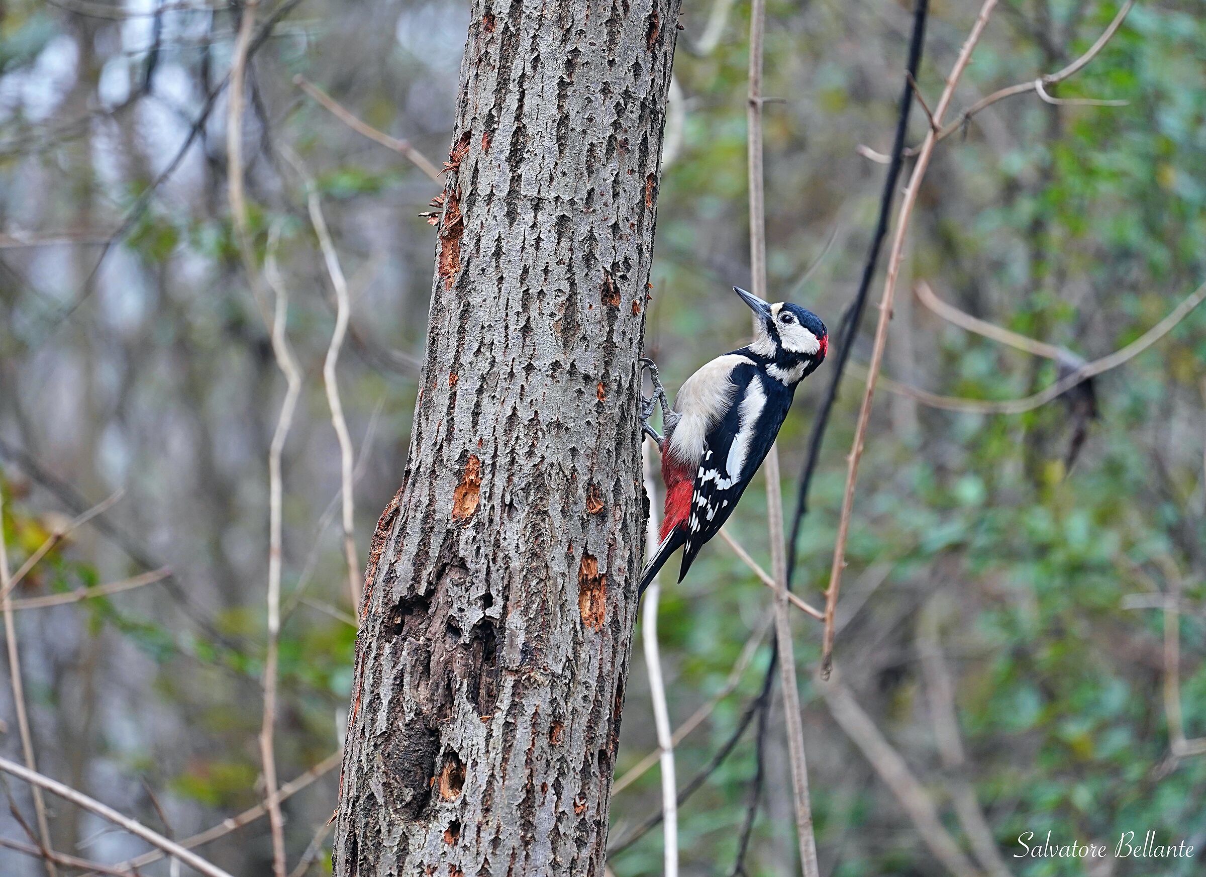 Picchio rosso maggiore ( Dendrocopos major )