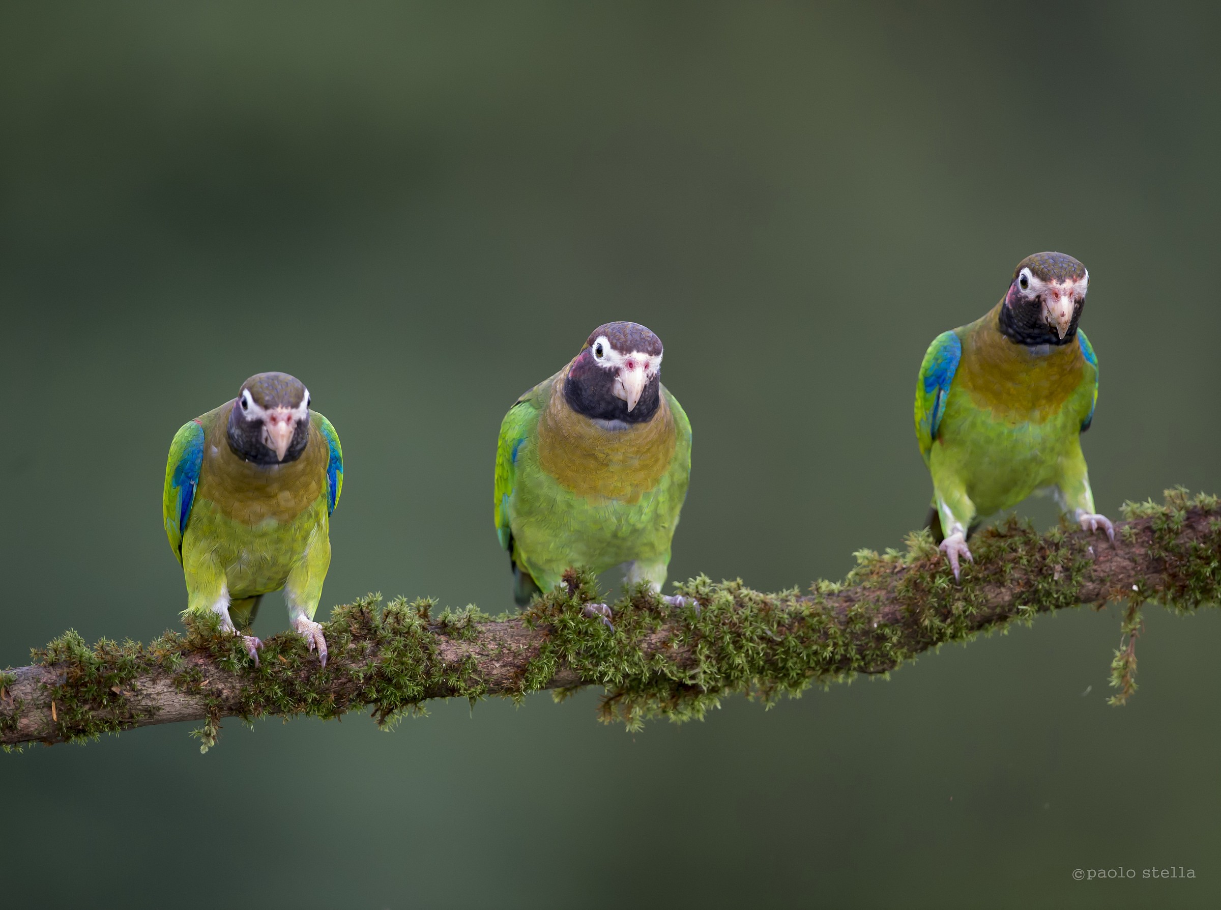 Brown-hooded Parrots
