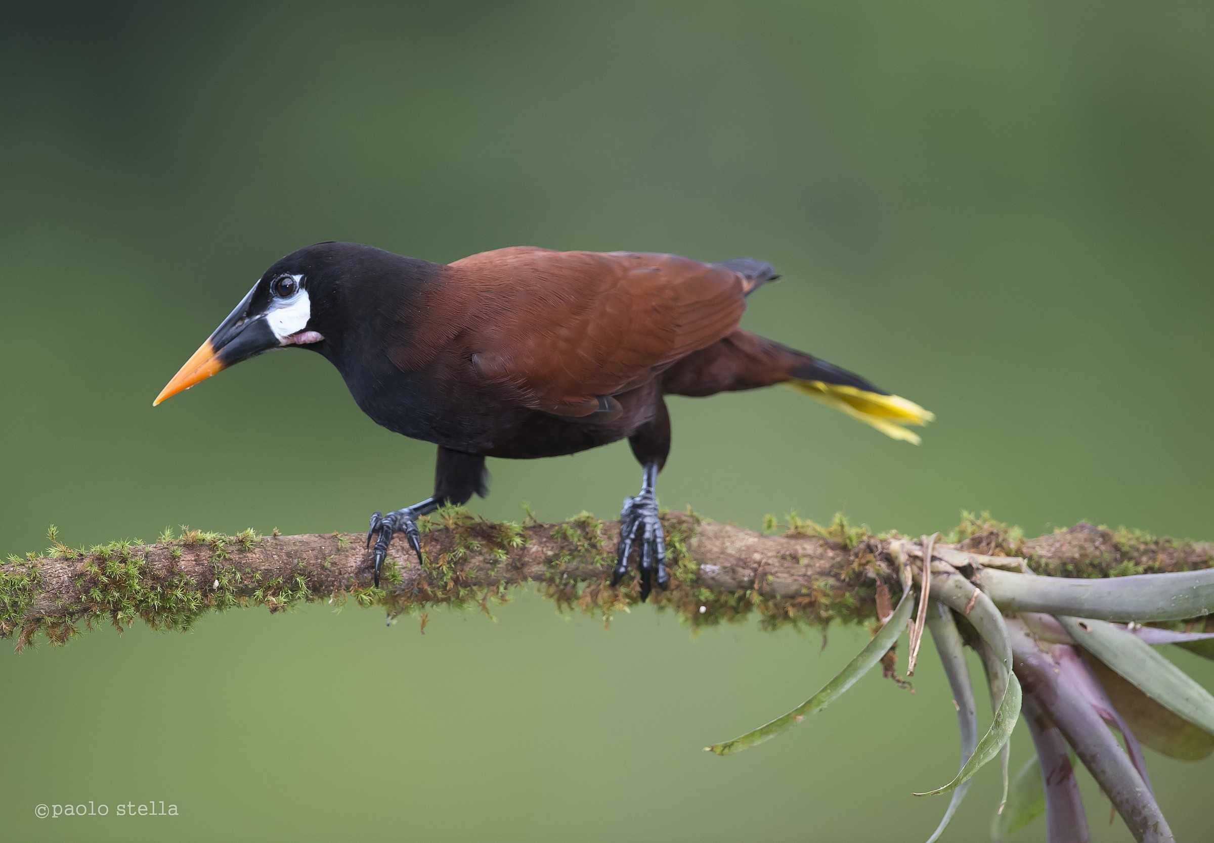Montezuma Oropendola