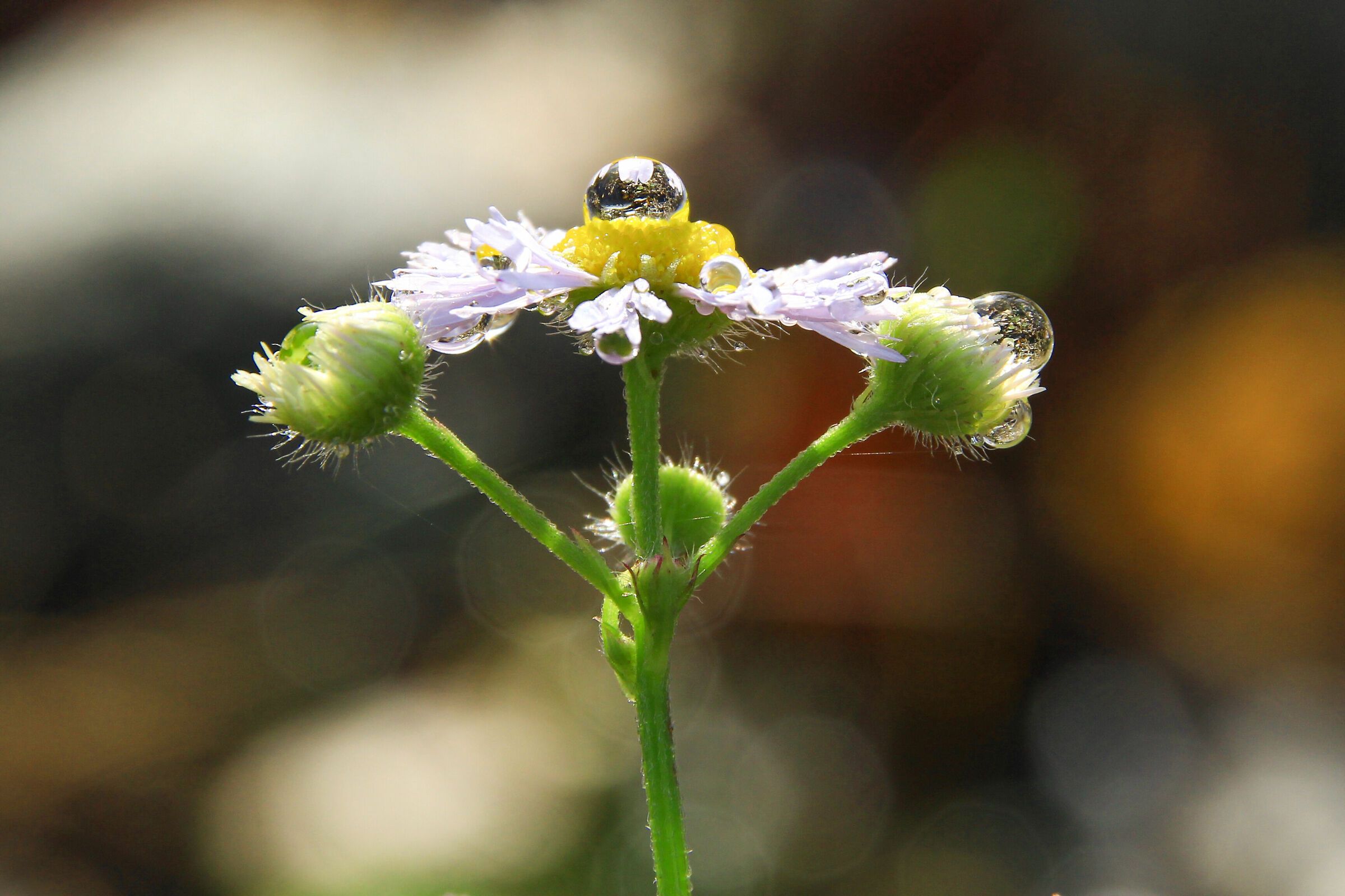 A precarious balance