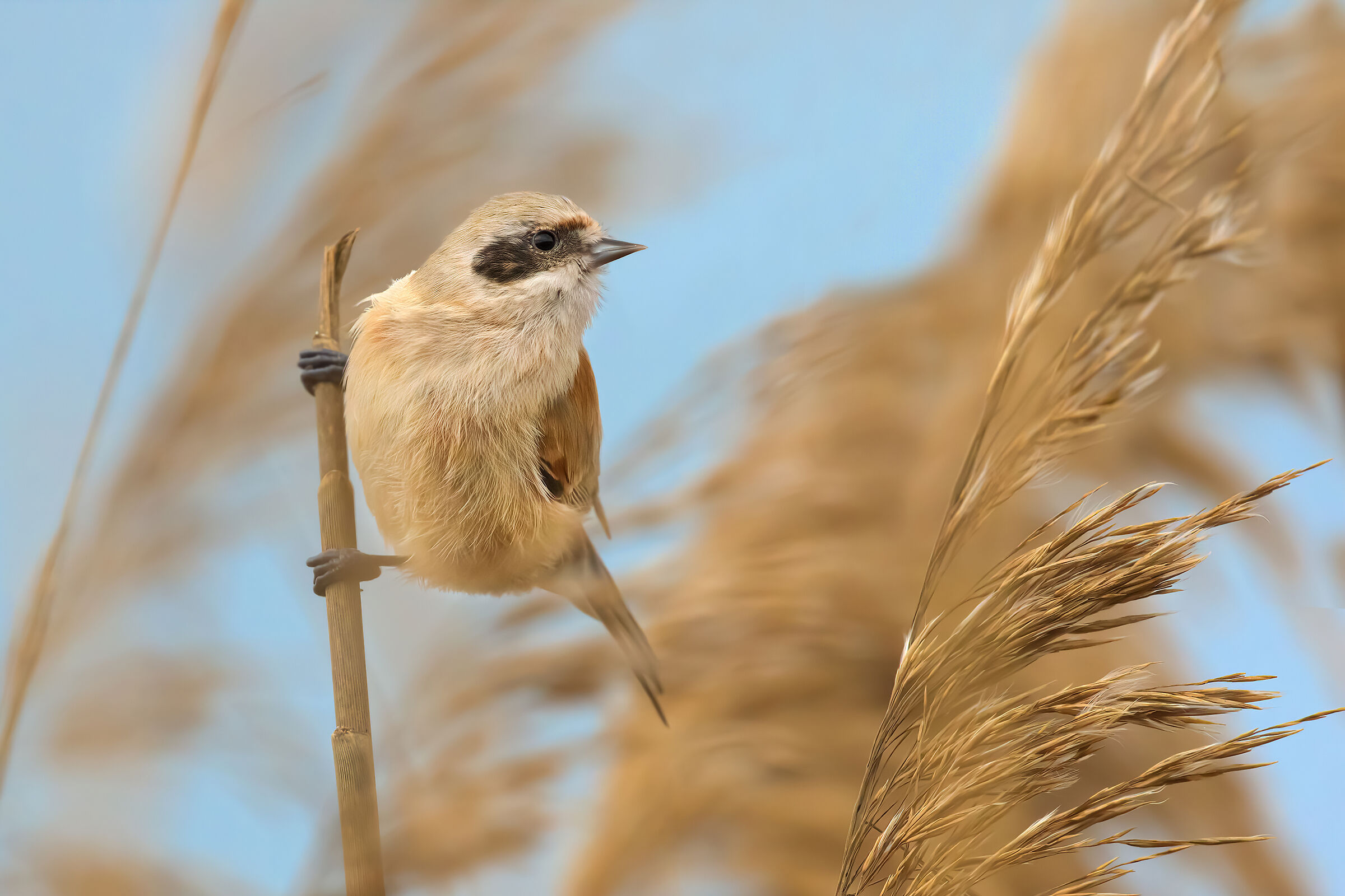 Pendolino in the wind