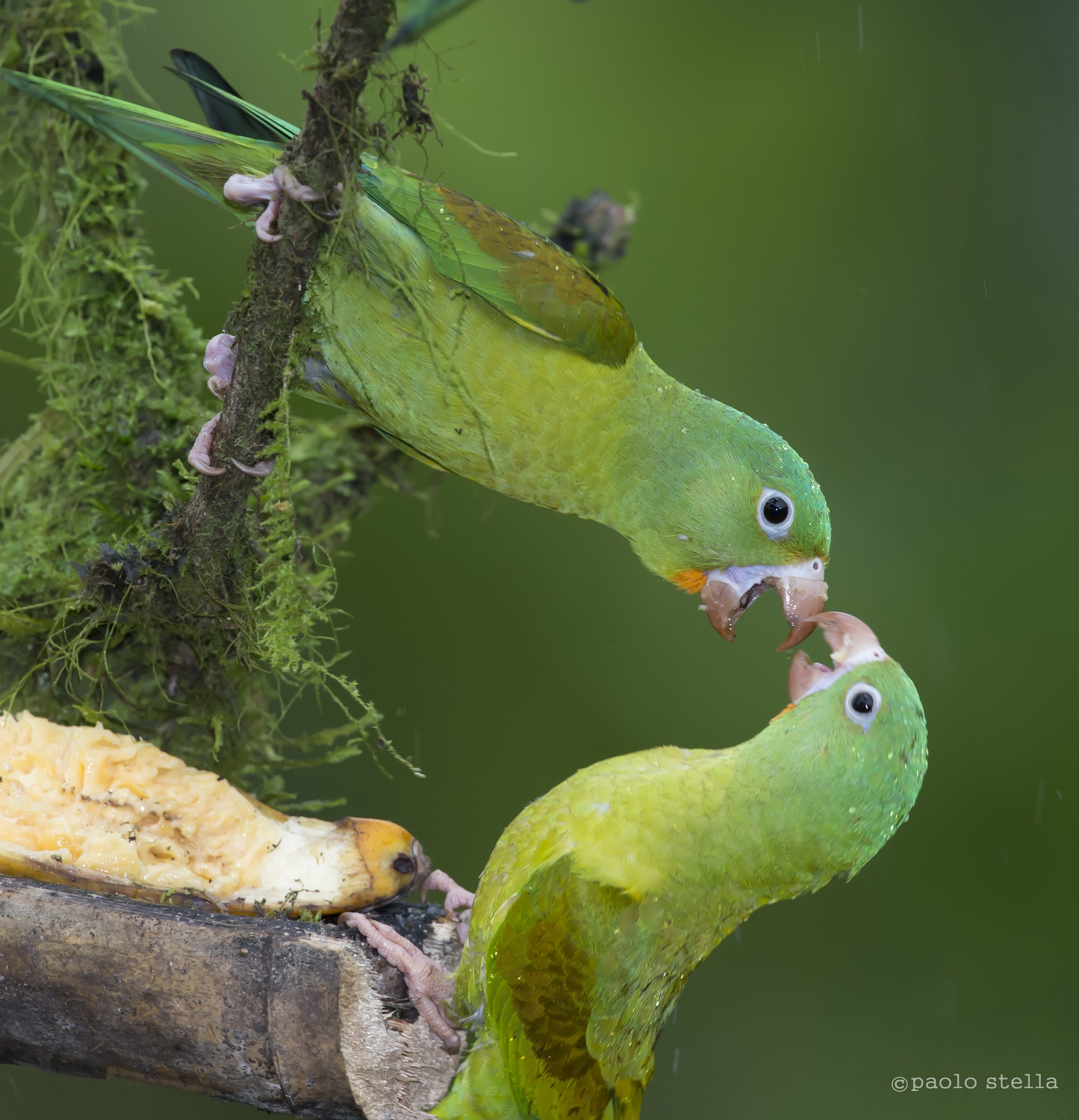Mealy Parrots