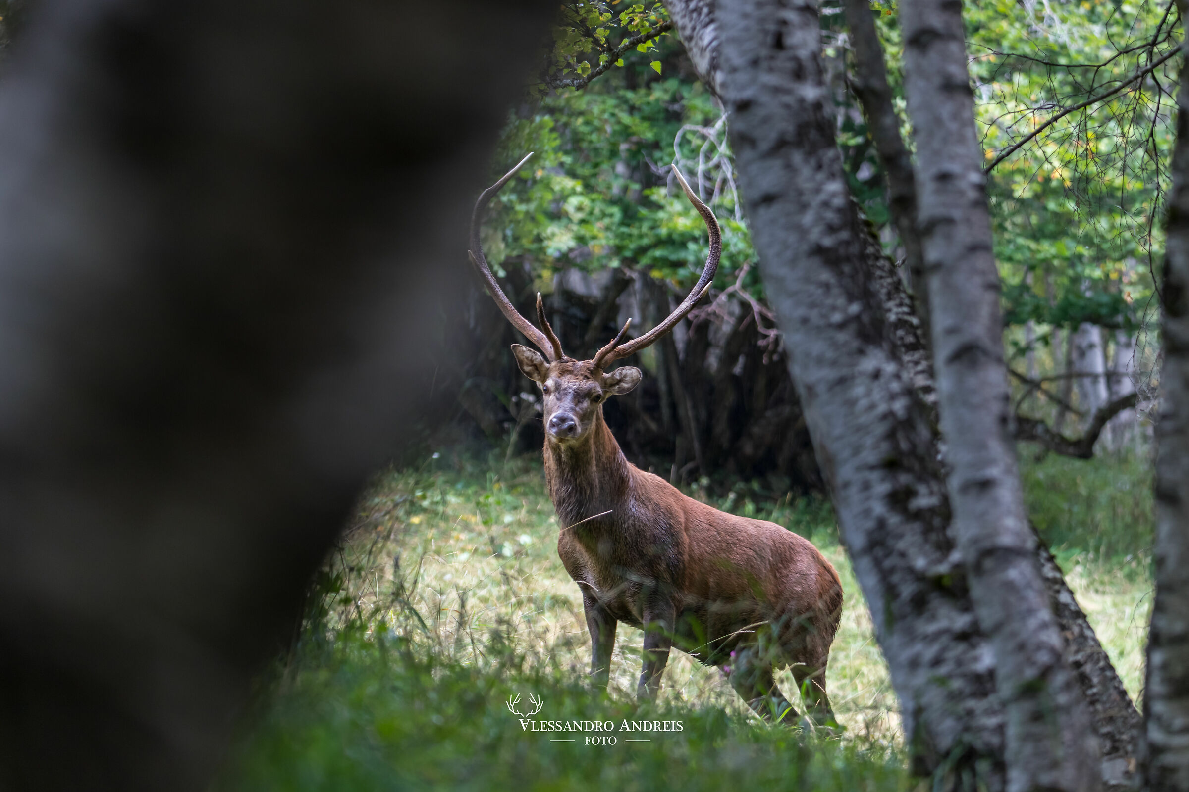Incrocio di sguardi con il padrone di casa