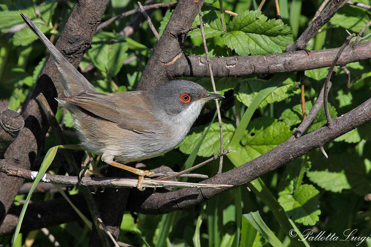 Occhiocotto (Sylvia melanocephala)