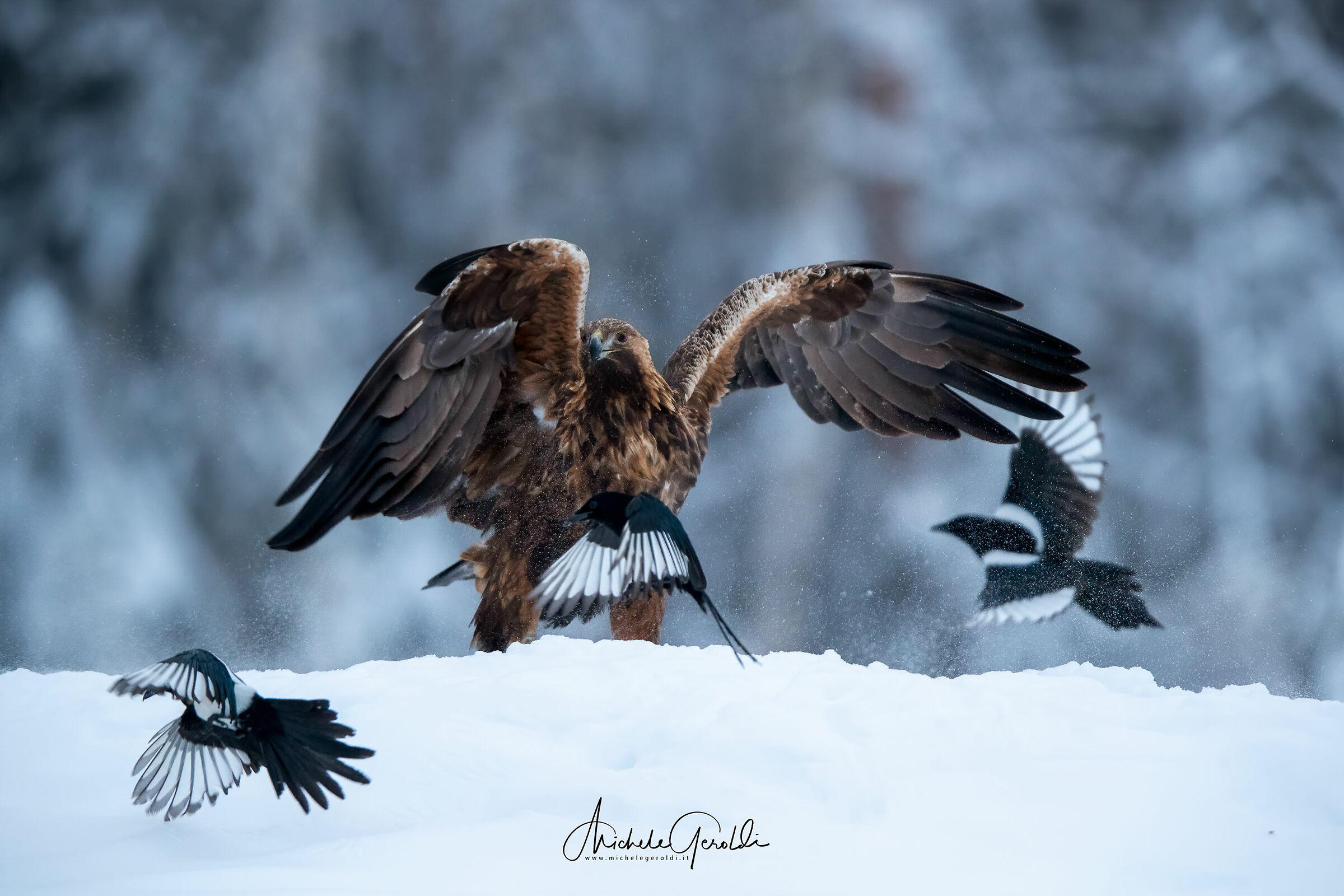 Golden Eagle