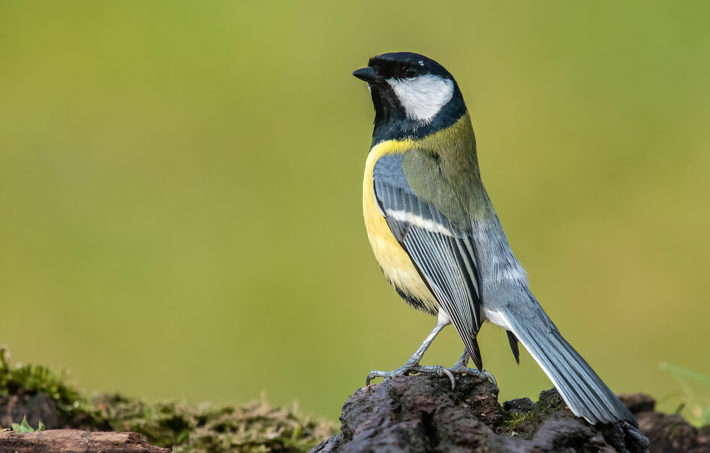 On the careful Ciinciallegra #capannodicora