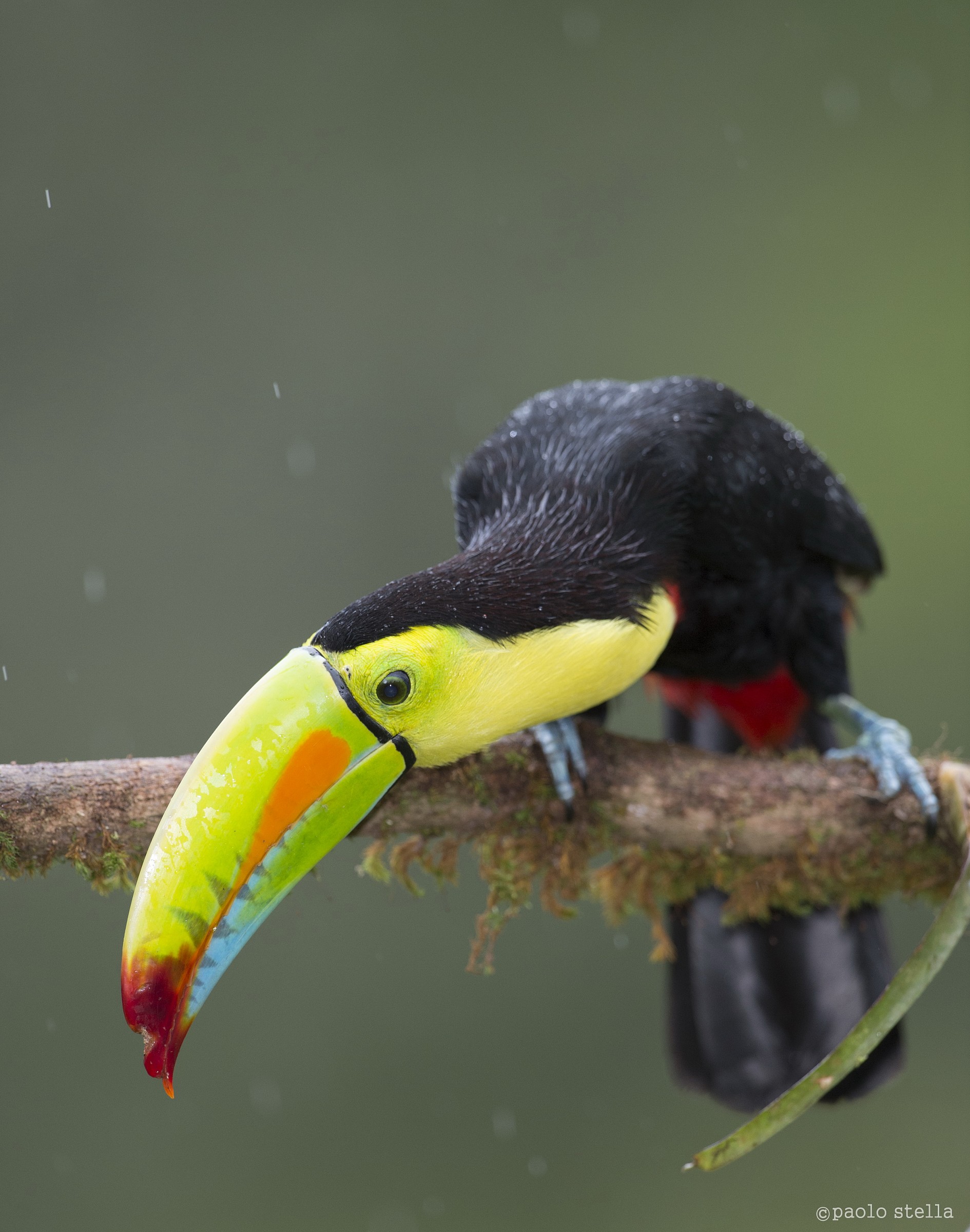 Keel-billed Toucan