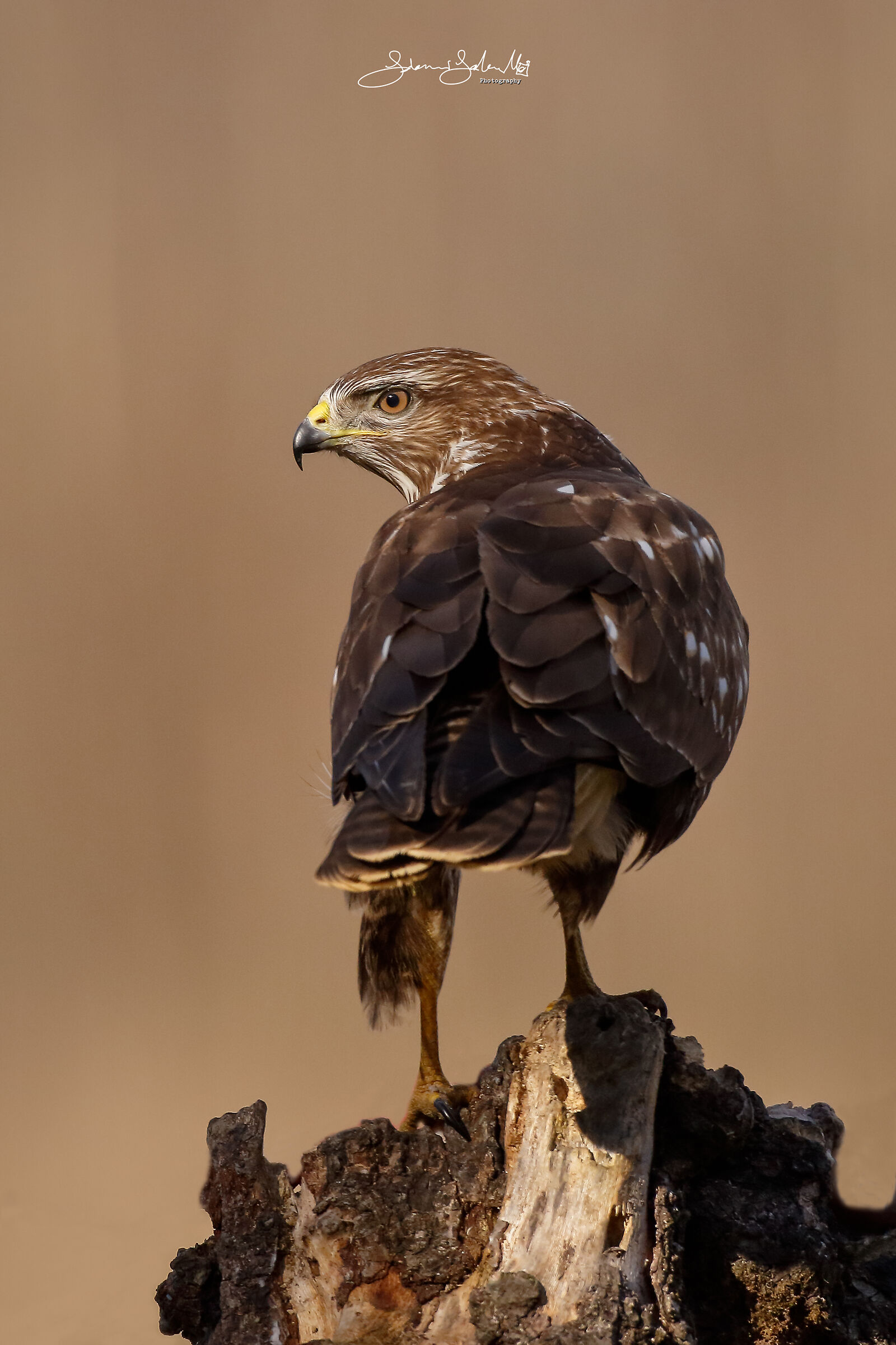 Buzzard's portrait (Buteo buteo, Linnaeus, 1758)
