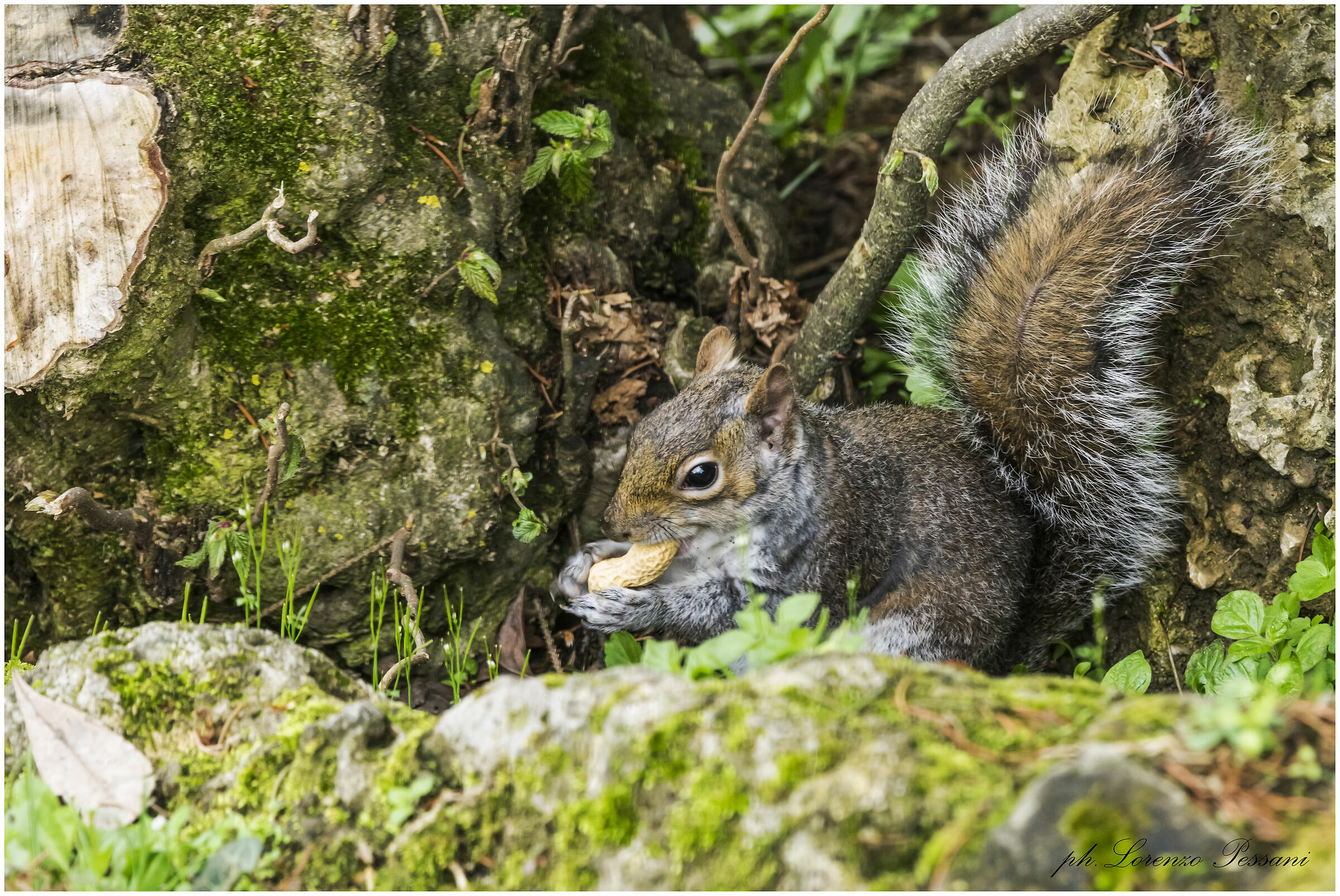 squirrel at Valentino Torino