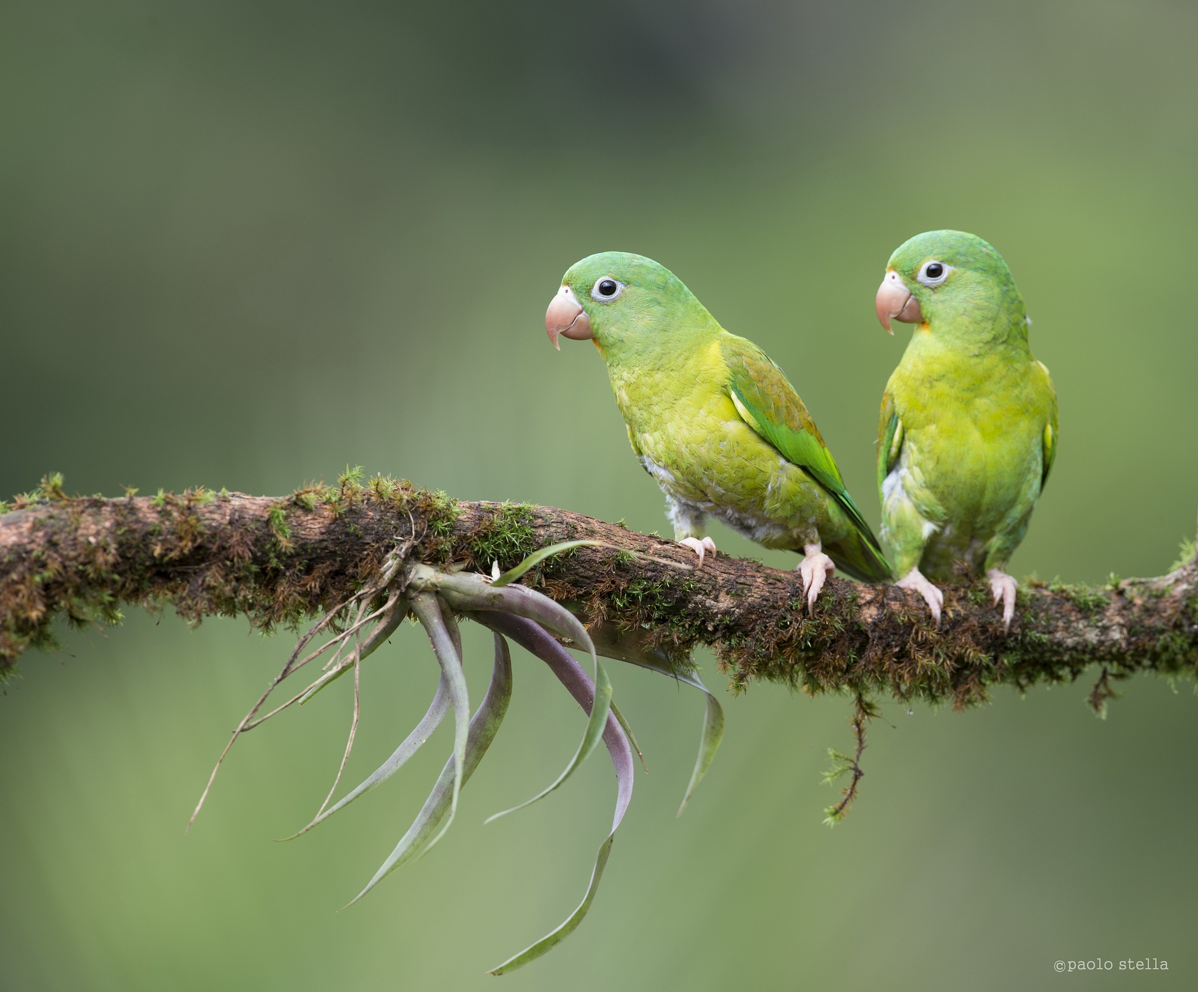 Parrot's couple
