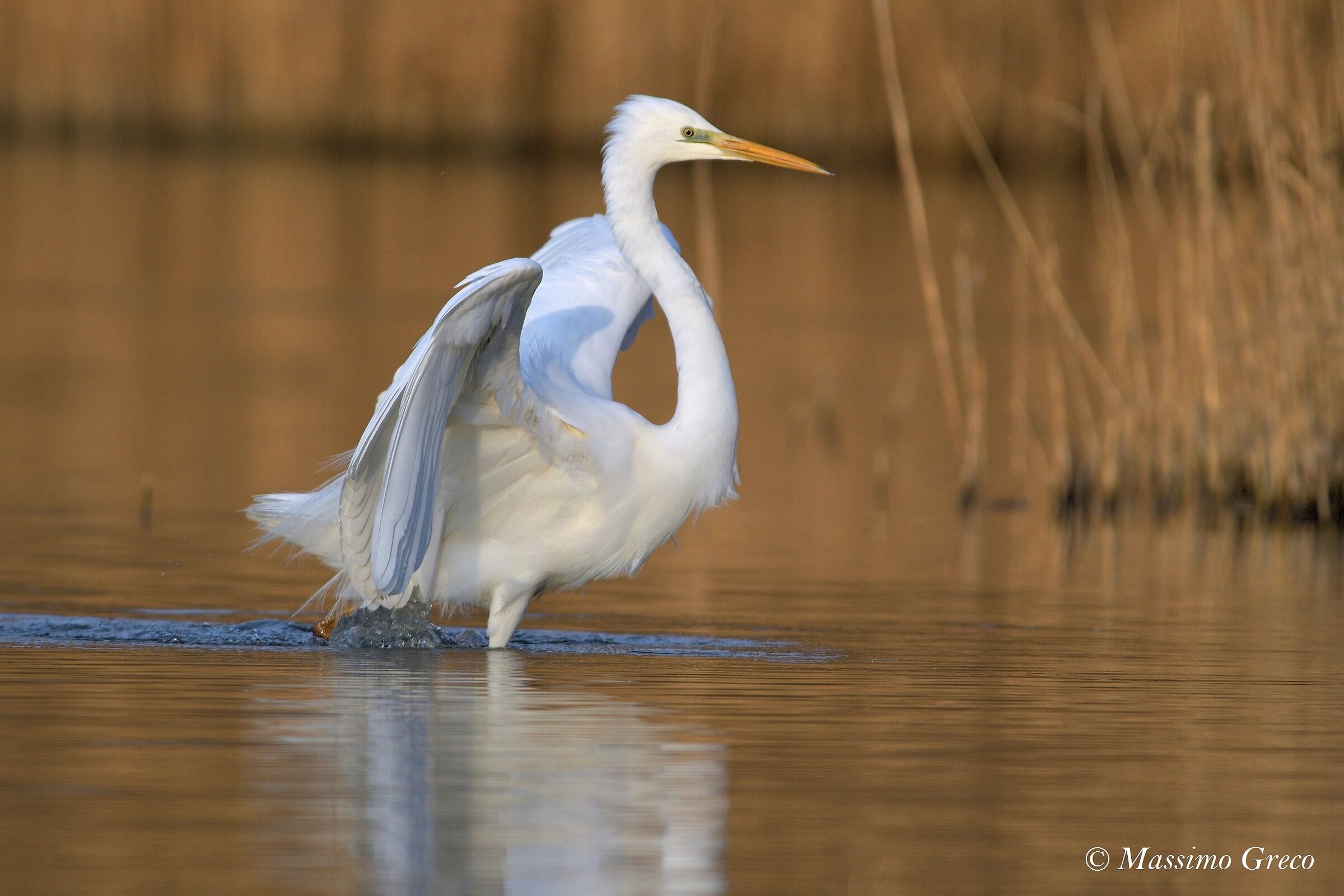 Airone bianco maggiore